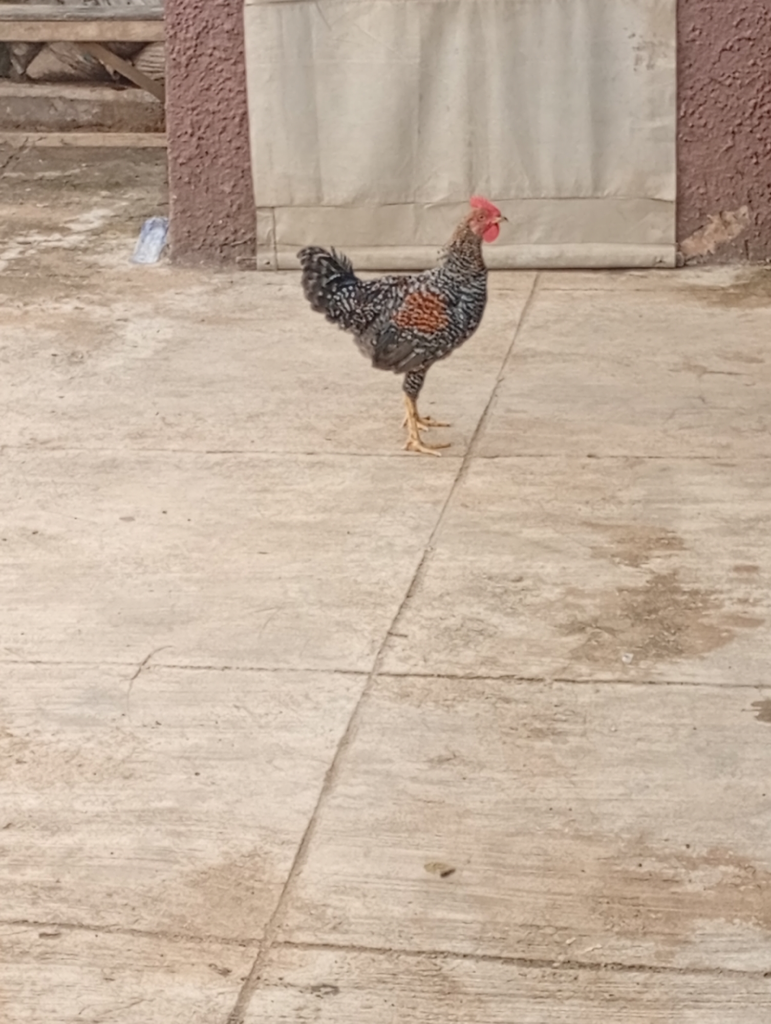 A chicken stands on a paved surface in front of a building. The chicken is black, white, and brown with a red comb. The paved surface is made of concrete slabs. Behind the chicken is a rolled-up beige canvas awning attached to a building with textured brown walls. To the left of the chicken, there is a wooden structure and some debris on the ground. The scene appears to be outdoors during the day. No text is visible in the image.