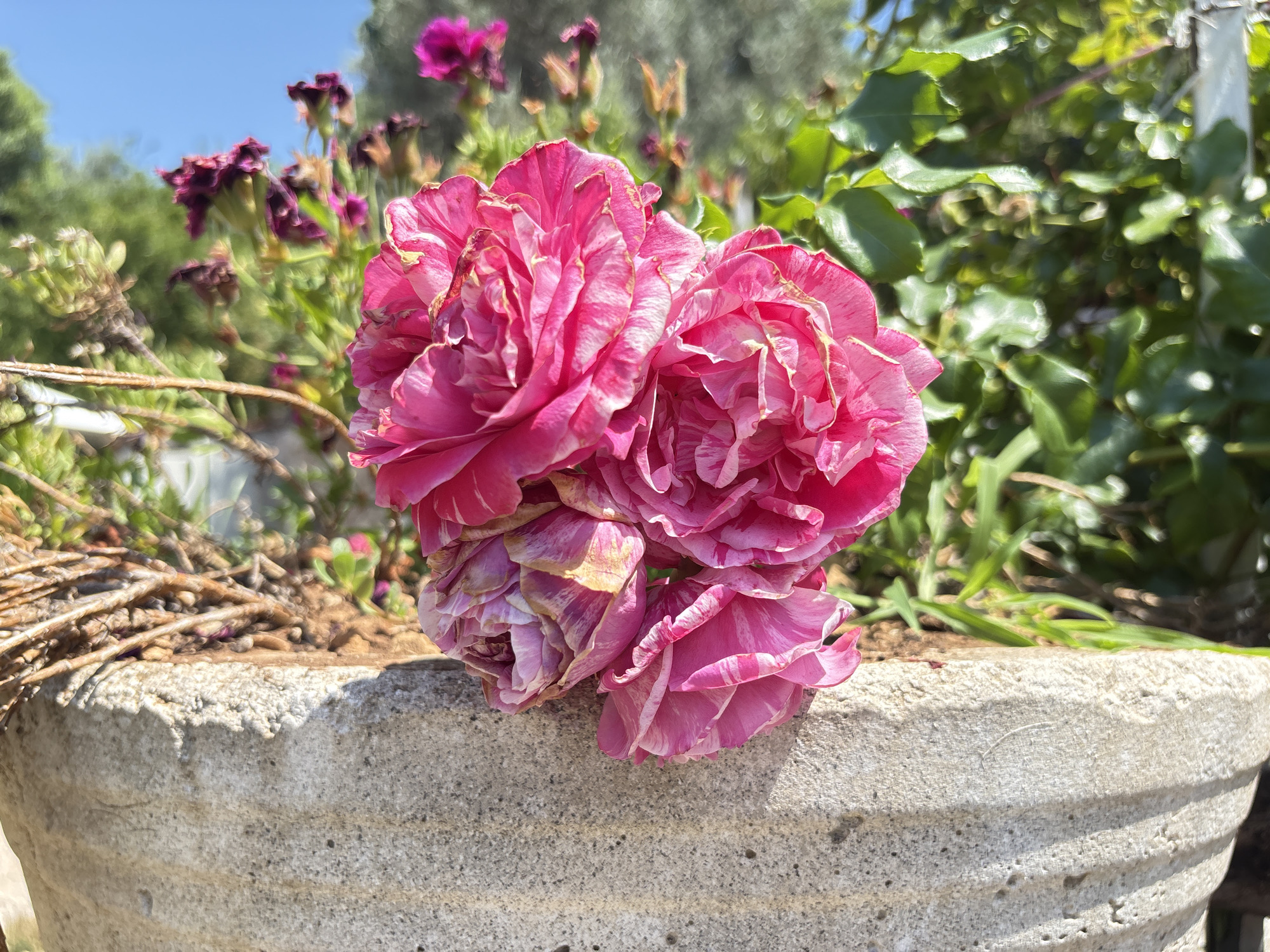 This media file features a close-up shot of several ruffled pink roses with white stripes, appearing in a concrete planter. The flowers are the primary subject, with their intricate petal details and vibrant coloring prominently displayed. Behind the roses, a blurred background of green foliage and some darker purple flowers suggests a garden setting. A clear blue sky is visible in the upper portion of the image, indicating it is daytime. The concrete planter is textured and shows signs of weathering, contributing to a rustic outdoor aesthetic. The lighting suggests it is a sunny day, casting subtle shadows. There are no people visible. The overall scene evokes a sense of natural beauty and tranquility found in a garden environment. The location context provided is Kanjoši, Montenegro. There is no visible text in the image.