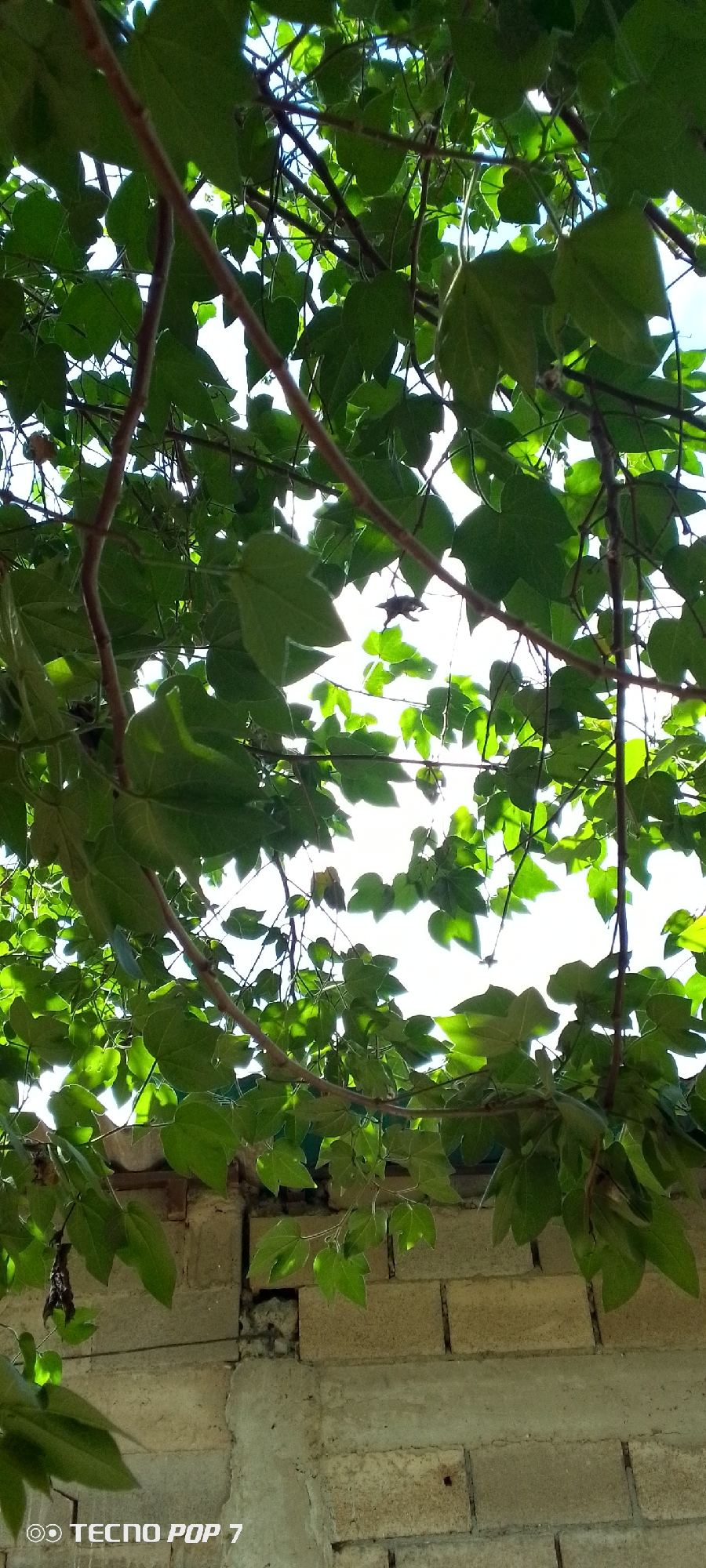 The image is a low-angle shot looking up through the branches and green leaves of a tree against a bright sky. The leaves are in sharp focus in the foreground and mid-ground, with some branches obscuring the view of the sky. In the lower portion of the image, a textured wall made of light-colored bricks and mortar is visible. The wall appears weathered and somewhat damaged in places, with gaps and exposed material. A watermark reading "TECNO POP 7" is present in the bottom left corner. The scene appears to be outdoors, possibly in a residential or urban setting, given the presence of the brick wall. There are no people or animals visible in the image. The lighting suggests it is daytime, with the bright sky indicating sunlight.