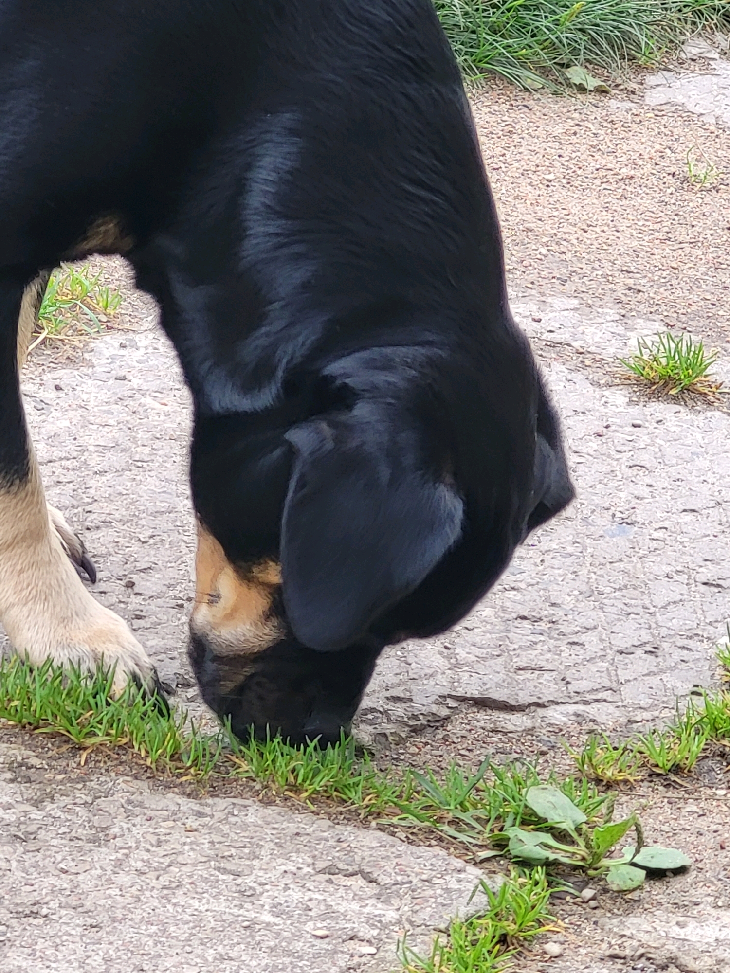 A black dog with tan markings on its face and front leg is sniffing the ground in an outdoor urban setting. The dog's head is down, and its snout is close to a patch of green grass growing through cracks in a concrete or asphalt surface. The ground is a mix of rough aggregate and smoother concrete. In the background, there is more of the same ground surface, with sparse patches of grass and some dry leaves. The lighting suggests it is daytime. The scene appears to be a common area in the city of Jelgava, Latvia.