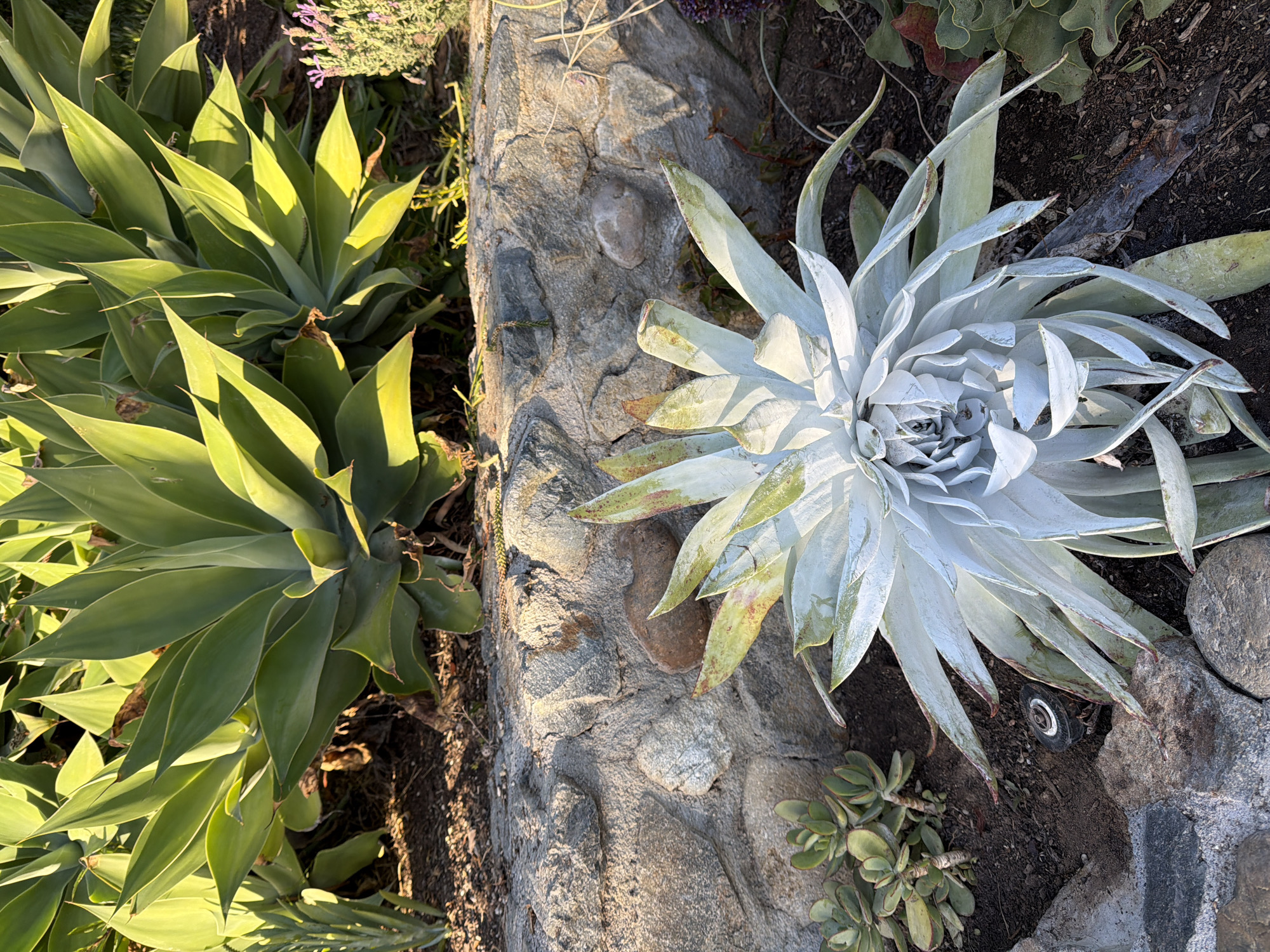 The image shows a close-up, eye-level view of a garden bed in Laguna Beach, California, United States of America. The garden features several succulent plants and a stone retaining wall. In the foreground, a large, pale green succulent with long, fleshy leaves is prominently displayed. The plant's leaves are tinged with reddish-brown at the tips, and some appear slightly damaged or dried out. To the left of this plant, a smaller succulent with rounded, green leaves is visible.
Behind the succulents, a rough stone wall constructed from various-sized grey and tan stones forms a backdrop. The wall appears to be part of a tiered garden or landscape feature. In the background, a large, vibrant green succulent plant with sword-like leaves dominates the upper portion of the image. Some smaller, purple flowering plants are also present to the right of the large green succulent. The ground cover consists of dark soil, small pebbles, and some dried organic matter. A small black sprinkler head is visible near the base of the pale green succulent. The lighting suggests it is late afternoon, with sunlight casting shadows and highlighting the textures of the plants and the stone wall. No people are present in the image.