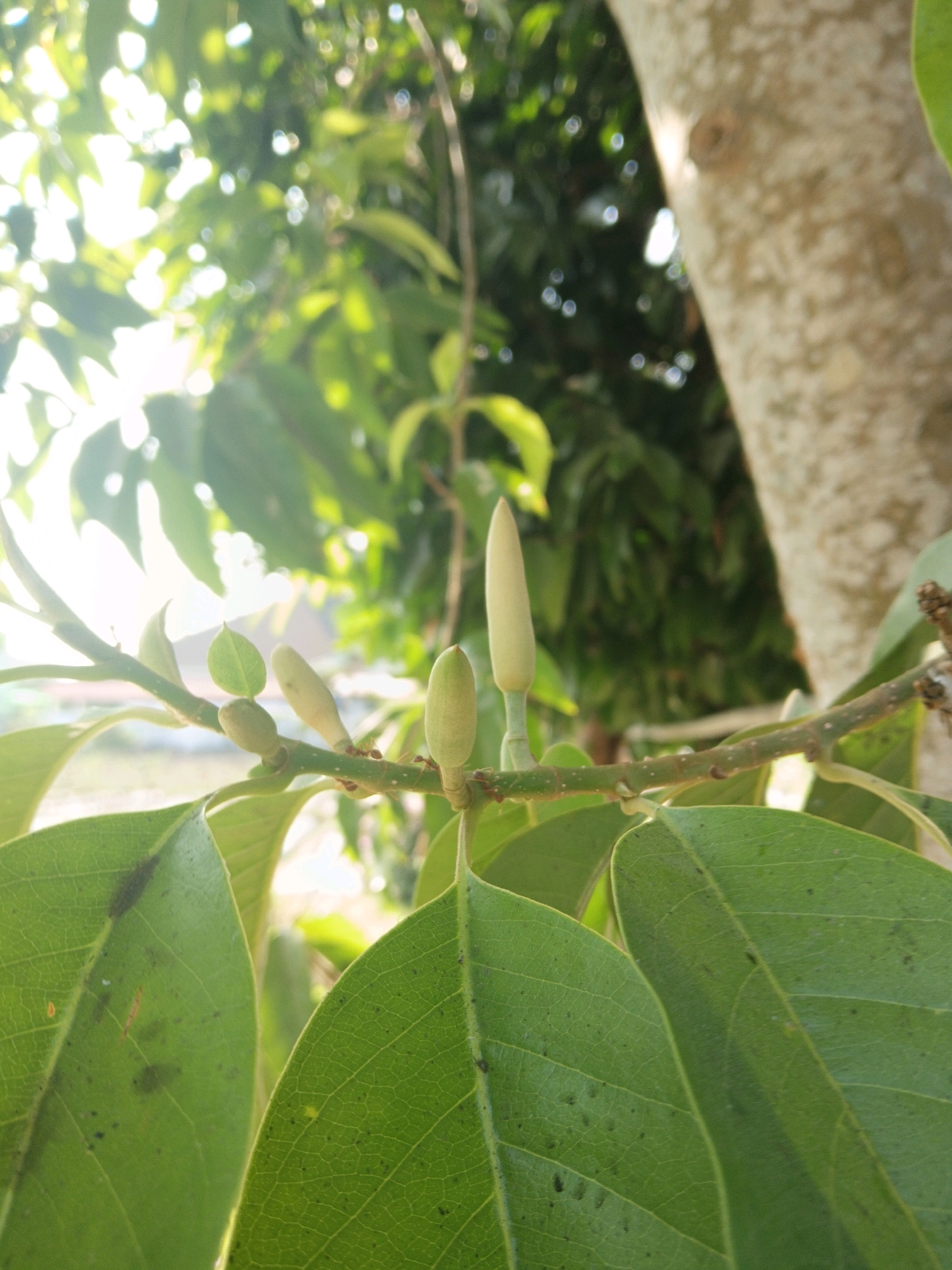 In Sleman, Indonesia, a close-up, natural light photograph captures a branch of a tree with large, green leaves and several developing buds. The buds are elongated and pale green, some appearing more mature than others. The sunlight filters through the surrounding foliage, creating a soft, bokeh effect in the background. A rough-textured tree trunk is visible on the right side of the frame. The scene is serene and depicts the growth of nature.