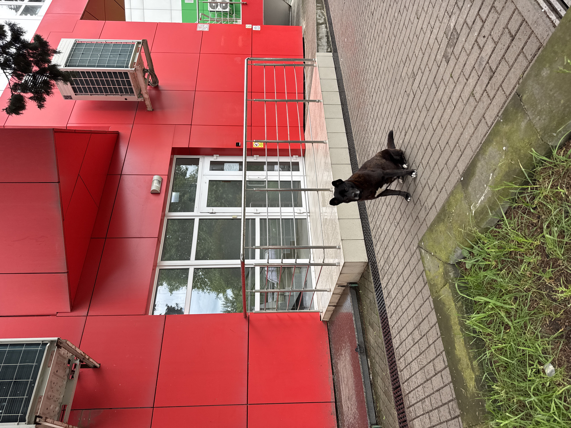 The image captures a scene near a vibrant red building featuring modern architectural panels and externally mounted air conditioning units. The presence of a window with multiple panes and a metal railing suggests the structure is multi-storied. A black dog with white markings on its paws stands on a brick-paved walkway adjacent to the building, near a patch of green grass. The location is inferred to be Sochi, Russia.