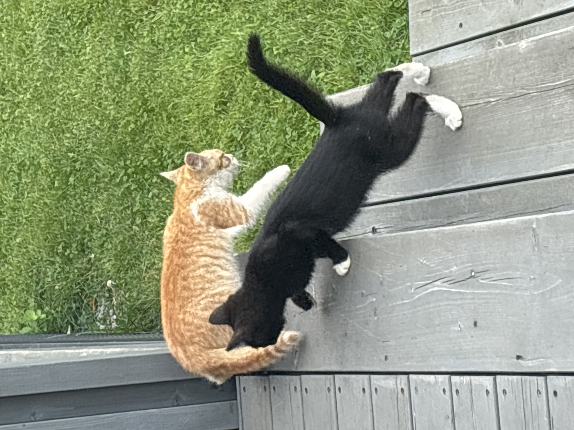 Two cats are present in the image. An orange and white cat is standing in the grass, facing right. A black cat with white paws is walking on a wooden deck, facing left. The cats are in an outdoor setting with green grass and a wooden structure. The location is not specified as Zvenigorod, Russia.