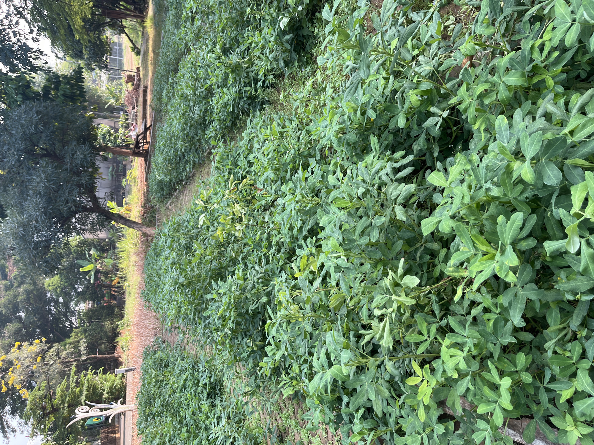 In the city of East Jakarta, Indonesia, rows of lush green peanut plants fill the foreground of this image. The plants, characterized by their broad, ovate leaves, are neatly cultivated in parallel rows, suggesting an agricultural setting within an urban or suburban area. Behind the peanut field, a variety of trees create a natural backdrop, with some bearing yellow flowers, indicating a tropical or subtropical climate. A pathway, partially visible between the rows of crops, leads into the background. Further in the distance, hints of human activity are present, with what appear to be structures and possibly furniture, suggesting this area may be part of a park, botanical garden, or a residential area with substantial green space. The lighting indicates it is daytime, with sunlight casting shadows and illuminating the vegetation.