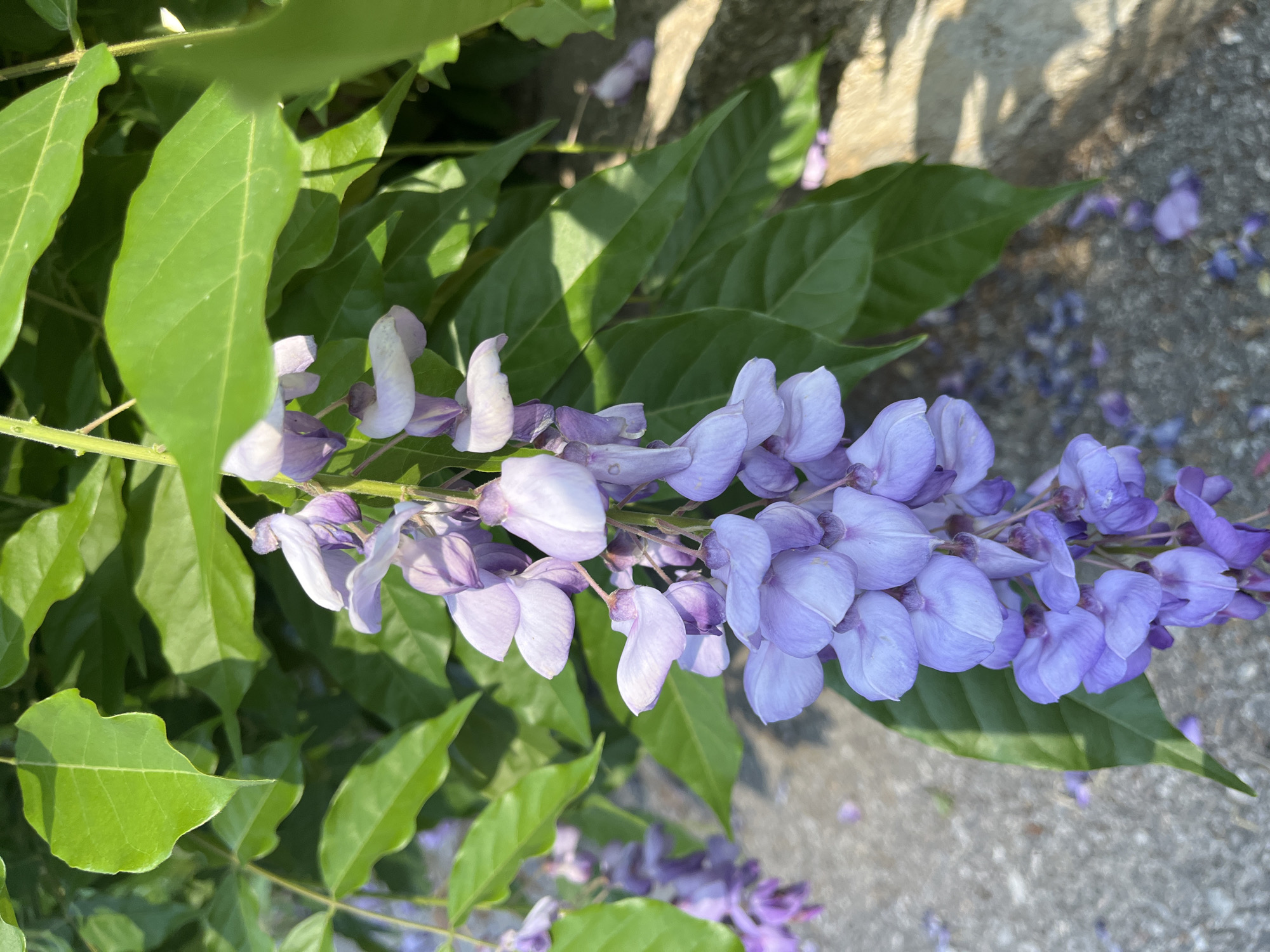 A close-up, horizontal view captures a vibrant cluster of purple wisteria flowers, known as a raceme, in full bloom. The individual blossoms are a delicate blend of lavender and light purple, arranged along a stem, with some appearing in profile and others more head-on. Surrounding the flower cluster is lush green foliage, with ovate leaves and visible venation, some of which are slightly out of focus.
In the background, a blurred, light-colored surface, possibly concrete or stone, is visible, with distinct shadows cast upon it, suggesting bright sunlight. Scattered across this background surface are several fallen purple wisteria petals, indicating the plant is actively shedding blossoms. The lighting suggests it is daytime, with clear, sunny weather. The overall scene depicts a moment of natural beauty and bloom, likely outdoors in a garden or along a structure in Alanya, Turkey. There are no people or discernible text in the image.
