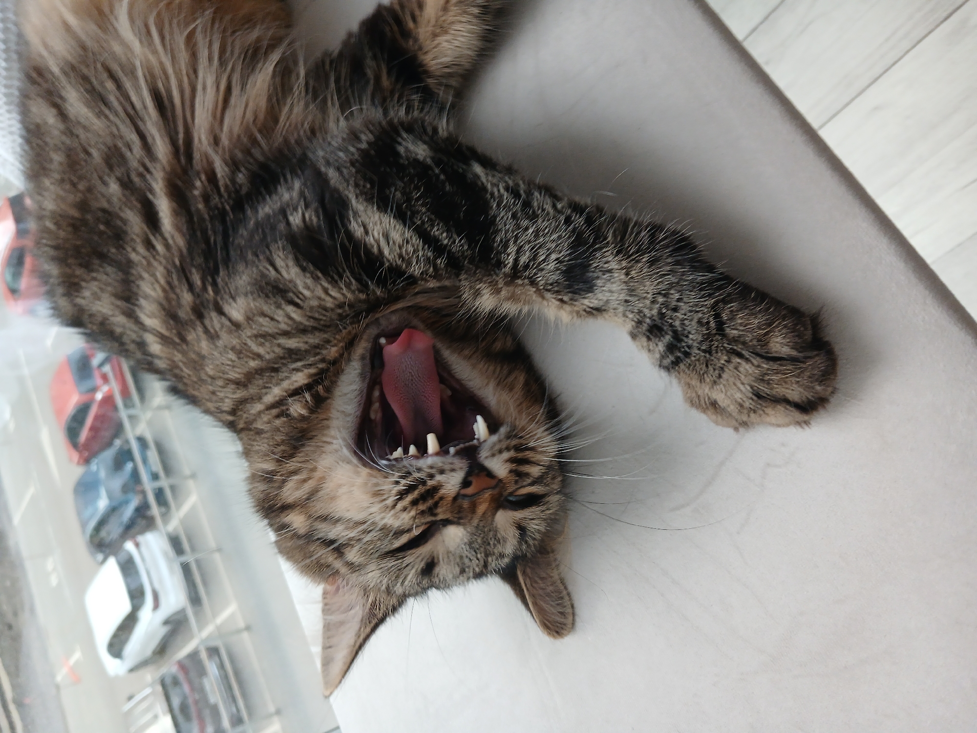 The image shows a tabby cat lying on its back and yawning. The cat has a wide-open mouth, revealing its pink tongue and sharp white teeth. Its fur is a mix of brown, black, and gray stripes. The cat is positioned on a white surface, possibly a windowsill or a shelf, with a blurred background of cars parked outside a building. The lighting suggests it's daytime. There is no information in the image to suggest it is located in Krasnodar, Russia.
