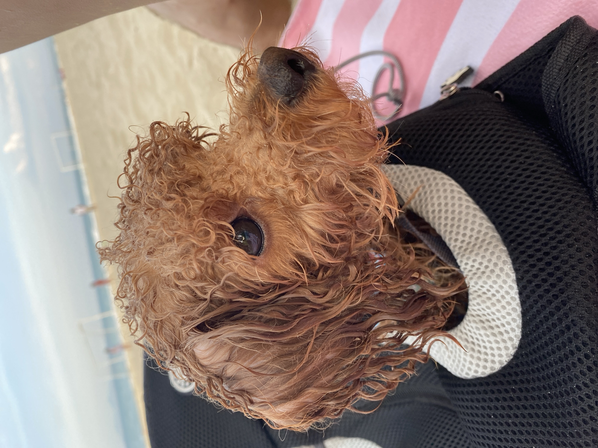 This is a close-up, overhead shot of a wet, reddish-brown poodle puppy's head and part of its body. The puppy's fur is curly and clumped together from being wet. Its dark nose is visible at the top, and one eye, which appears dark with a reflective surface, is partially visible on the left side of its head. The puppy is lying on a black mesh carrier or bag, which has a padded, light-colored edge with a honeycomb pattern. Behind the puppy, a striped pink and white towel is visible, and to the left, a blurry background suggests a beach scene with sand and possibly some railings or structures in the distance. The lighting indicates it is daytime, likely sunny, as suggested by the bright highlights on the puppy's eye and fur, and the overall brightness of the scene. The puppy appears to be relaxed, with its head tilted upwards and its gaze directed off-camera. The context provided indicates the location is Đà Nẵng, Vietnam. There is no visible text in the image.