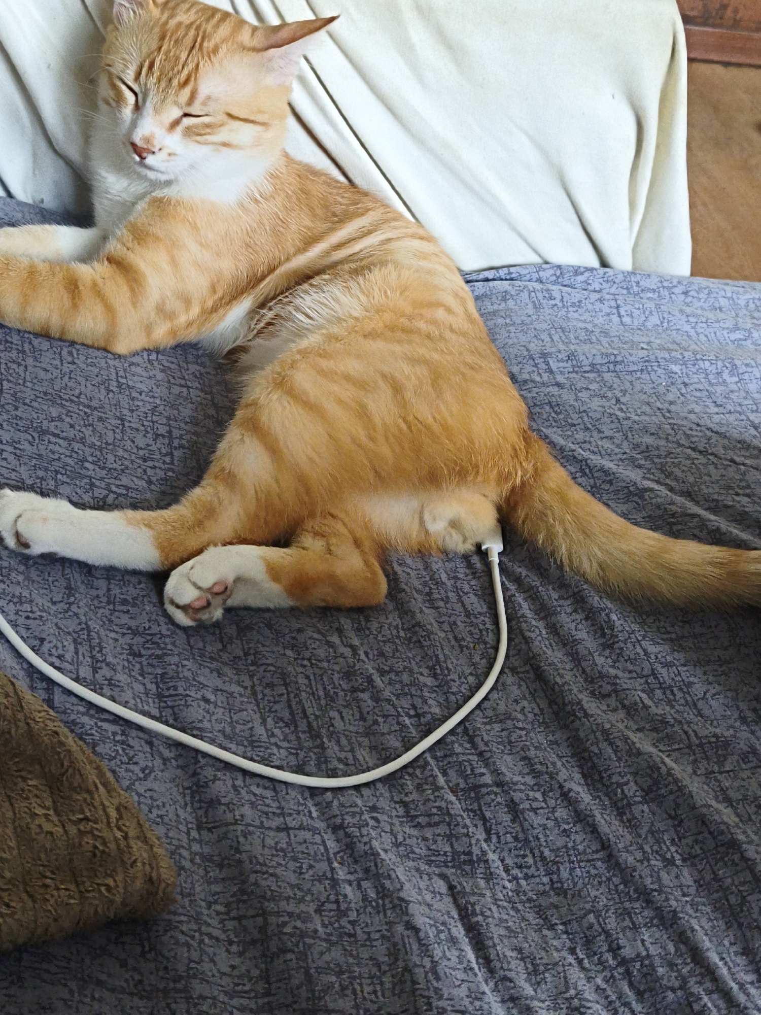 An orange tabby cat is lying on a textured grey blanket with its eyes closed. A white cable is plugged into the cat's hindquarters and is draped across the blanket. The cat appears relaxed. The background consists of a light-colored fabric, possibly a pillow or sheet. No specific location in Chișinău, Moldova, can be identified from the image.