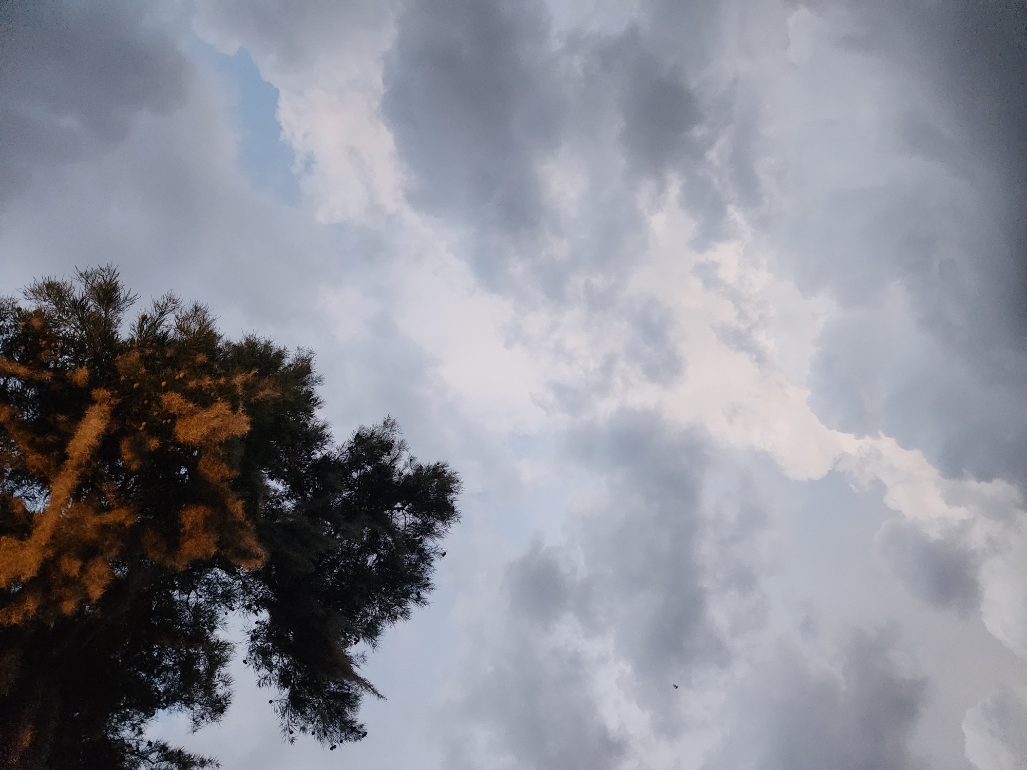 The image captures a sky filled with dramatic clouds, with the top left corner dominated by the silhouette of a tree branch. The tree appears to be a pine, with its needles and cones visible against the lighter sky. Some of the foliage is illuminated by a warm, golden light, suggesting it is either sunrise or sunset. The clouds are a mix of dark, heavy formations and lighter, wispy ones, with a patch of blue sky visible in the upper right quadrant. The overall mood is moody and atmospheric. The location is the city of Winter Park, United States of America.
