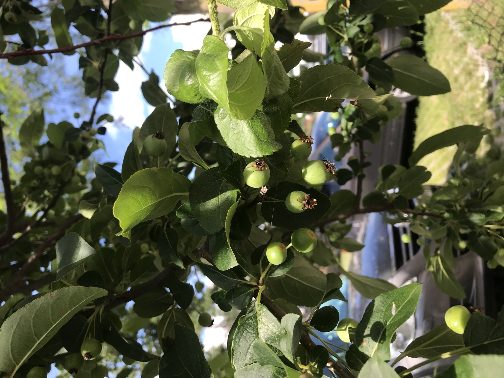 A close-up, tilted shot captures a cluster of small, unripe apples on a tree branch, set against a backdrop of blue sky and green foliage. The apples, ranging in size from small peas to marbles, are a vibrant green, with some displaying tiny brown blemishes or remnants of blossoms. The leaves are a deep green, some smooth and glossy, others with a slightly textured or fuzzy surface. The branches are dark brown and appear to be young and supple. The sunlight filters through the leaves, casting dappled shadows and highlighting the glossy surfaces. In the blurred background, hints of an outdoor setting are visible: a grassy area, possibly a lawn, and what appears to be a reflective surface, perhaps a car or window, catching the sunlight. The overall impression is of a warm, sunny day, likely in late spring or early summer, given the state of the fruit. The image's tilted perspective and the upward angle suggest the viewer is looking up into the tree. No people are visible. The location context of Varna, Bulgaria, implies a temperate climate suitable for apple cultivation. There is no visible text in the image.