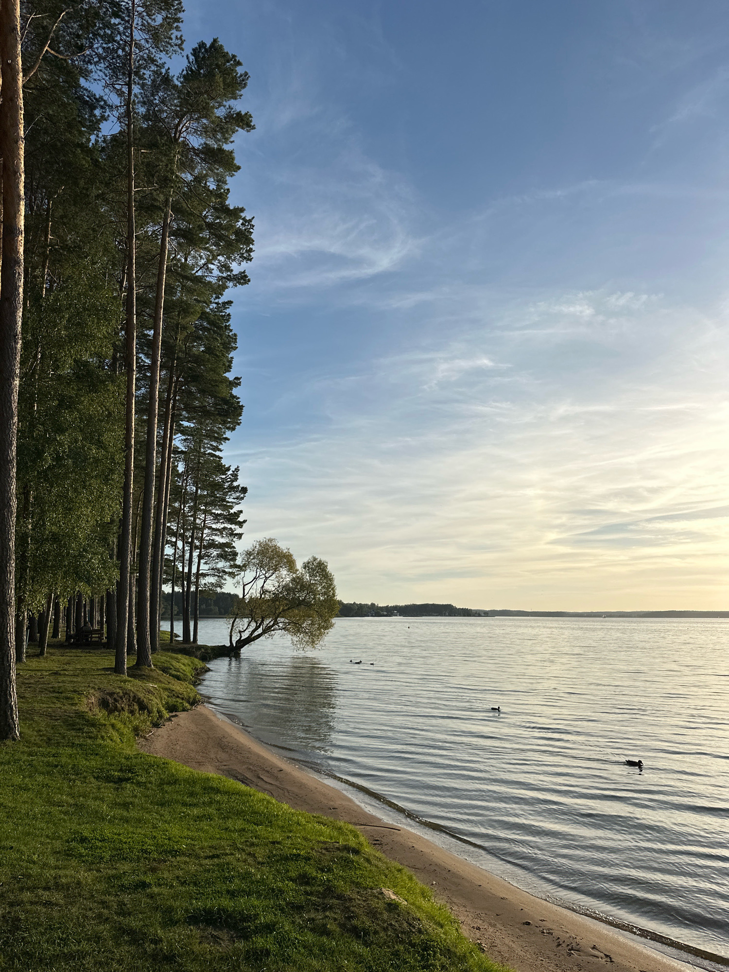 The image depicts a tranquil lakeside scene in the vicinity of Zhdanovichsky Selsoviet, Belarus. A row of tall pine trees lines the left side of the frame, casting shadows on the lush green grass and a sandy embankment that slopes down to the water's edge. The lake itself is calm, with gentle ripples disturbing its surface, and several ducks can be seen swimming. In the distance, the opposite shore is visible as a dark tree line under a pale blue sky streaked with wispy white clouds, suggesting either early morning or late afternoon light. There are no visible people or structures in the immediate foreground, contributing to the overall sense of natural serenity.
