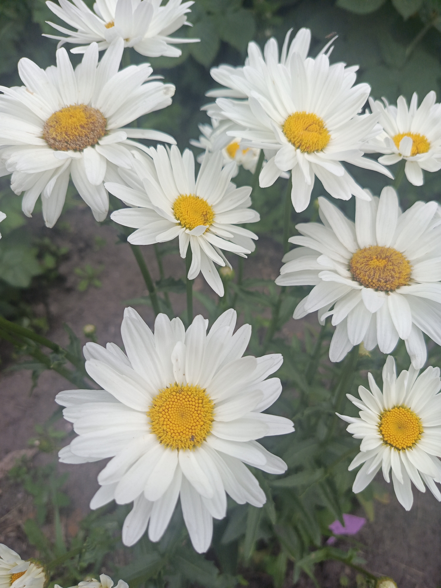 The image is a close-up, overhead shot of several white daisies with yellow centers, set against a blurred background of green foliage and brown earth. The daisies are the primary subjects, with their petals radiating outwards from the central disks. Some daisies are in full bloom, while others appear to be partially open. The lighting suggests it could be daytime, likely overcast given the soft shadows. The focus is sharp on the flowers, creating a shallow depth of field that emphasizes their delicate structure and bright colors. There are no people, text, or specific objects visible, apart from the flowers and their natural surroundings. The scene appears to be a garden or a natural outdoor setting. The overall impression is one of natural beauty and tranquility, typical of a summer garden.