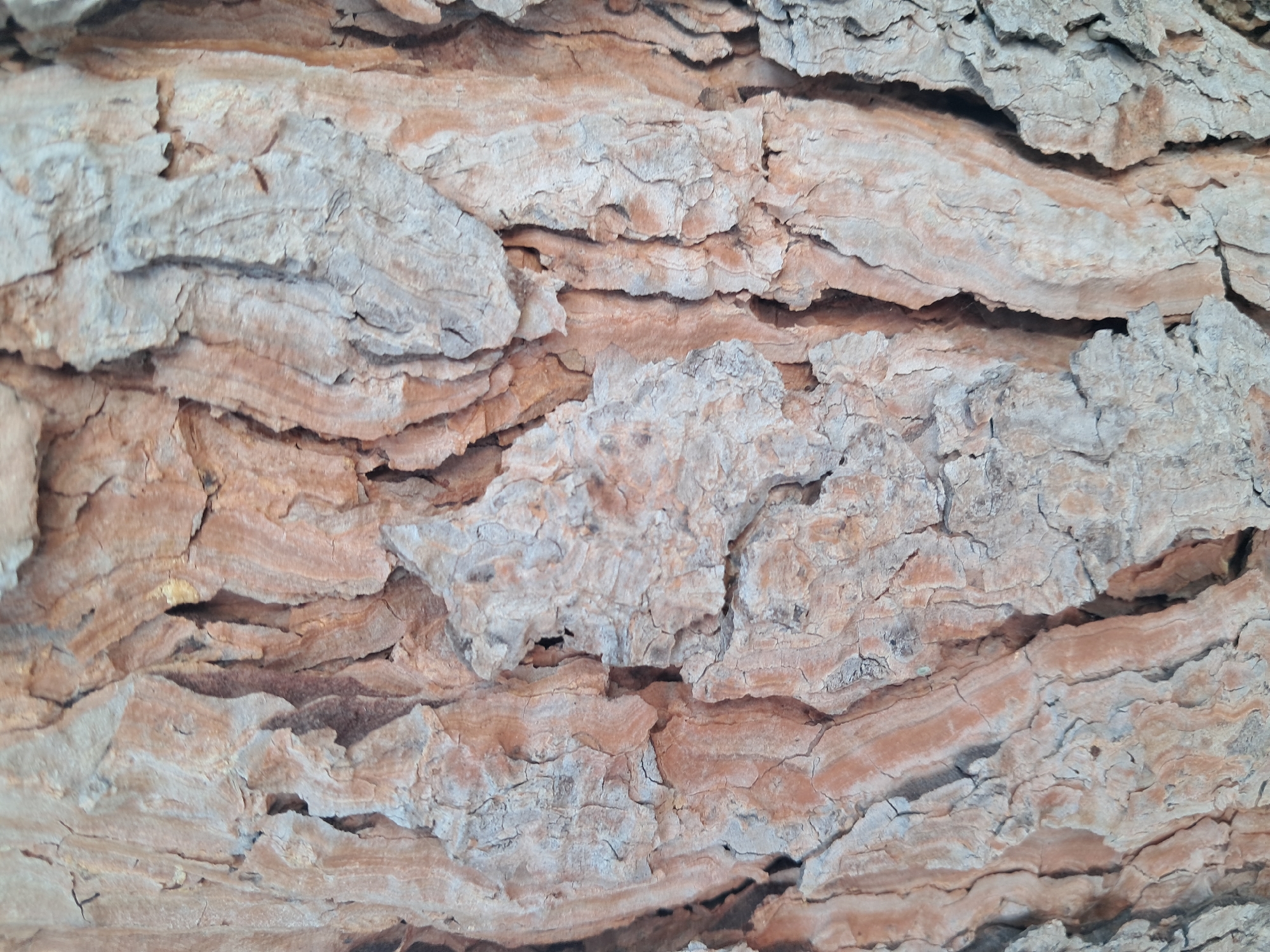 A close-up, detailed, textured image of tree bark in Amygdaleonas, Greece. The bark displays a rough, weathered surface with deep fissures and ridges. The colors are predominantly earthy tones of light brown and grey, with hints of lighter tan and subtle variations in shade due to the play of light and shadow. The texture appears dry and somewhat brittle, with visible cracks and peeling sections. The image captures the intricate patterns and natural imperfections of the bark, highlighting its ruggedness and organic form. No people or other objects are present in the frame, focusing solely on the natural detail of the tree.