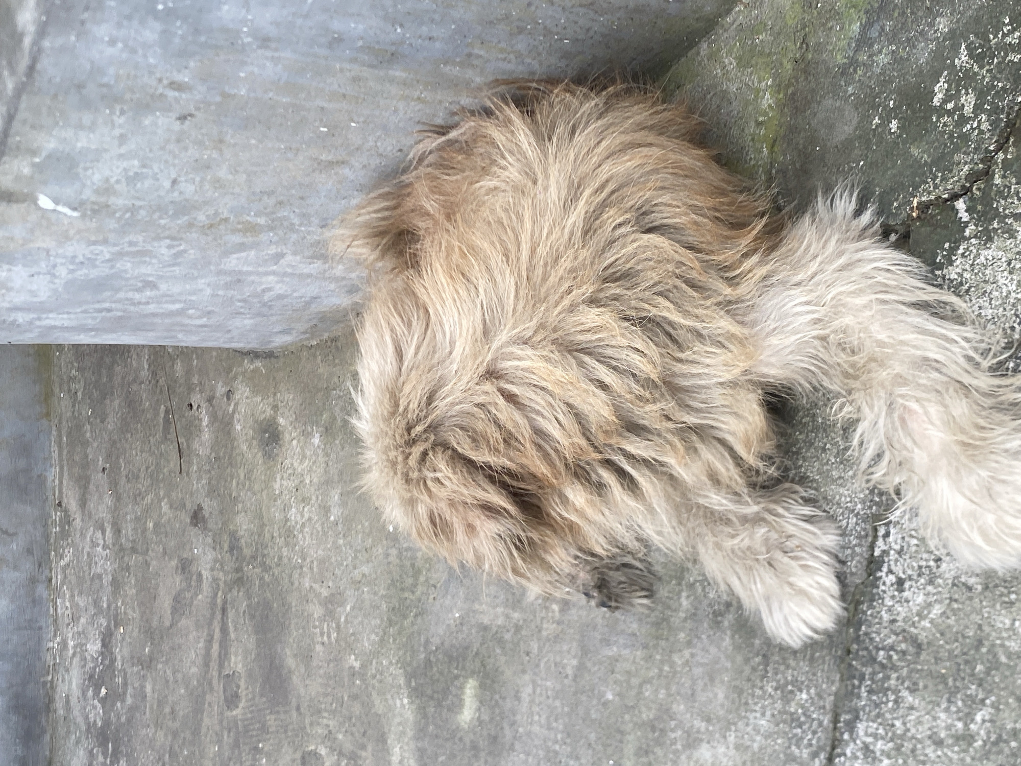 The image shows a shaggy, light brown dog lying on a concrete surface next to a rough, gray wall. The dog's head is not visible, as it appears to be tucked away, possibly resting against the wall or ground. The dog's fur is long and somewhat matted, and its paws are visible, also covered in fur. The concrete surface is worn and appears to have some debris or stains. The environment suggests an outdoor setting, possibly a courtyard or alleyway in the city of Mengwi, Indonesia. The lighting is neutral, indicating an overcast day or shaded area.