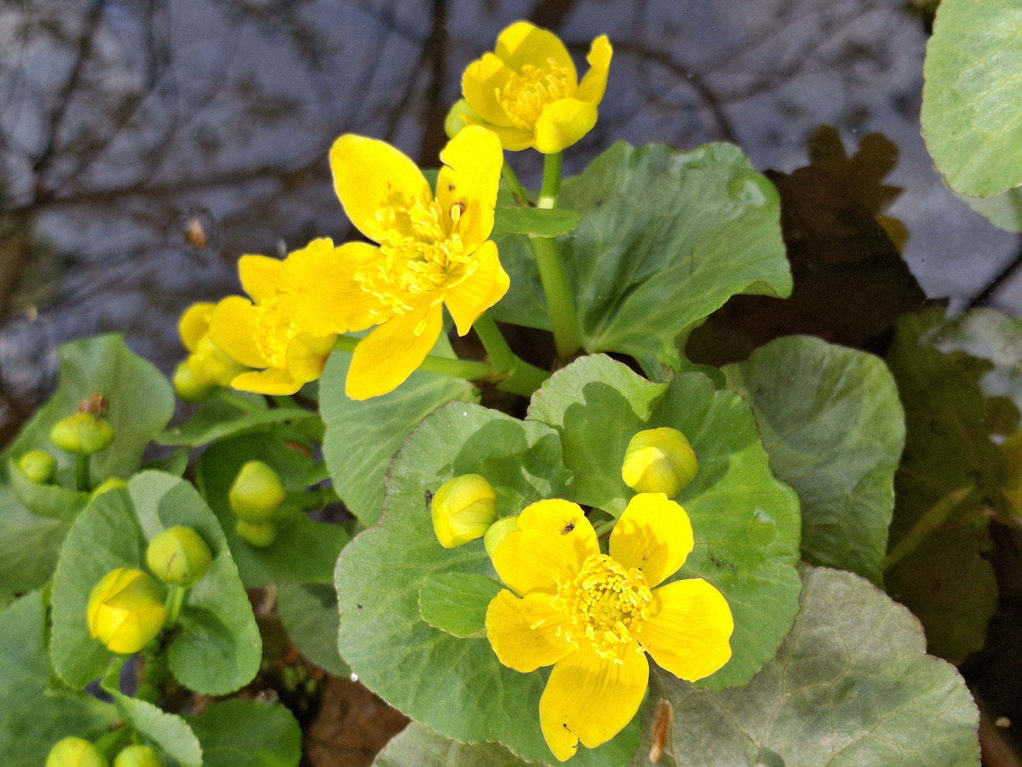 The image depicts a cluster of bright yellow marsh marigold (Caltha palustris) flowers and buds with glossy green, heart-shaped leaves. The flowers are positioned near a body of water that reflects a dark, indistinct pattern, likely of the surrounding environment. There are a few small insects visible on the flowers and leaves. It is not possible to confirm that the location is in the city of Chaikovsky, Russia, from this image alone.