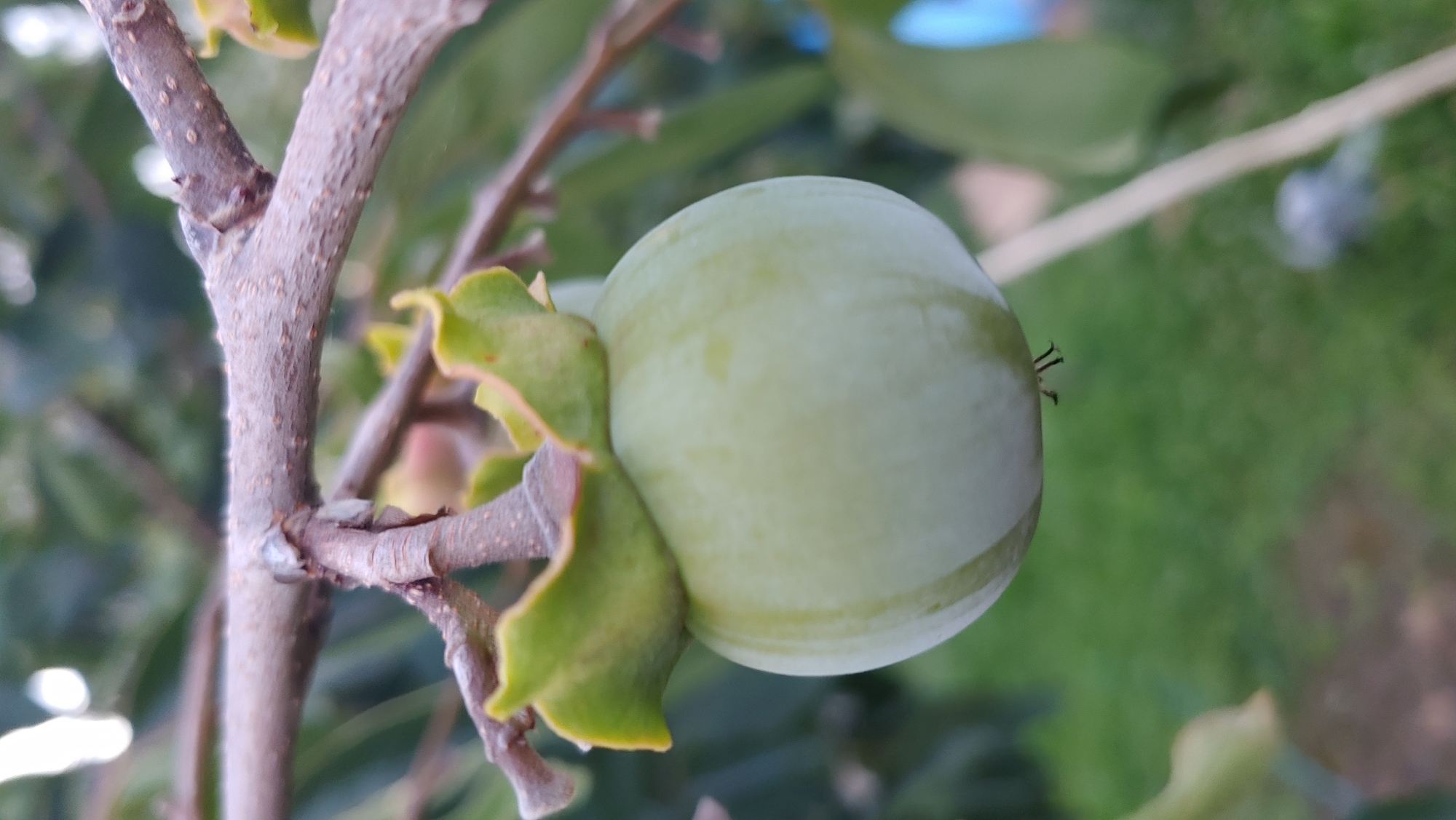 A close-up, eye-level shot captures a single, unripe persimmon hanging from a branch. The fruit is a pale green, smooth, and round, with a slight indentation at the top where it attaches to the branch via several green, petal-like sepals. The branch itself is rough and textured, with visible bark patterns and smaller twigs. The background is softly blurred, showing green foliage and hints of what appears to be a grassy area, possibly indicating an outdoor setting in a natural or garden environment. The image appears to be taken in the city of Mukachevo, Ukraine.
