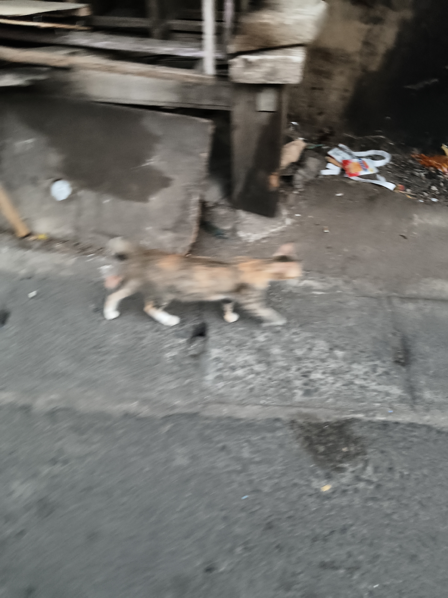 A calico cat walks across a paved surface next to debris and discarded items. The cat is in motion, with its legs blurred. The environment appears to be an outdoor urban setting, possibly a street or alleyway, characterized by a rough concrete or asphalt ground and some discarded materials like plastic bags and wrappers. The background shows a dark, textured wall or structure, and parts of wooden planks. The lighting is dim, suggesting it might be early morning or late evening. The location is specified as being in the city of South Tangerang, Indonesia.
