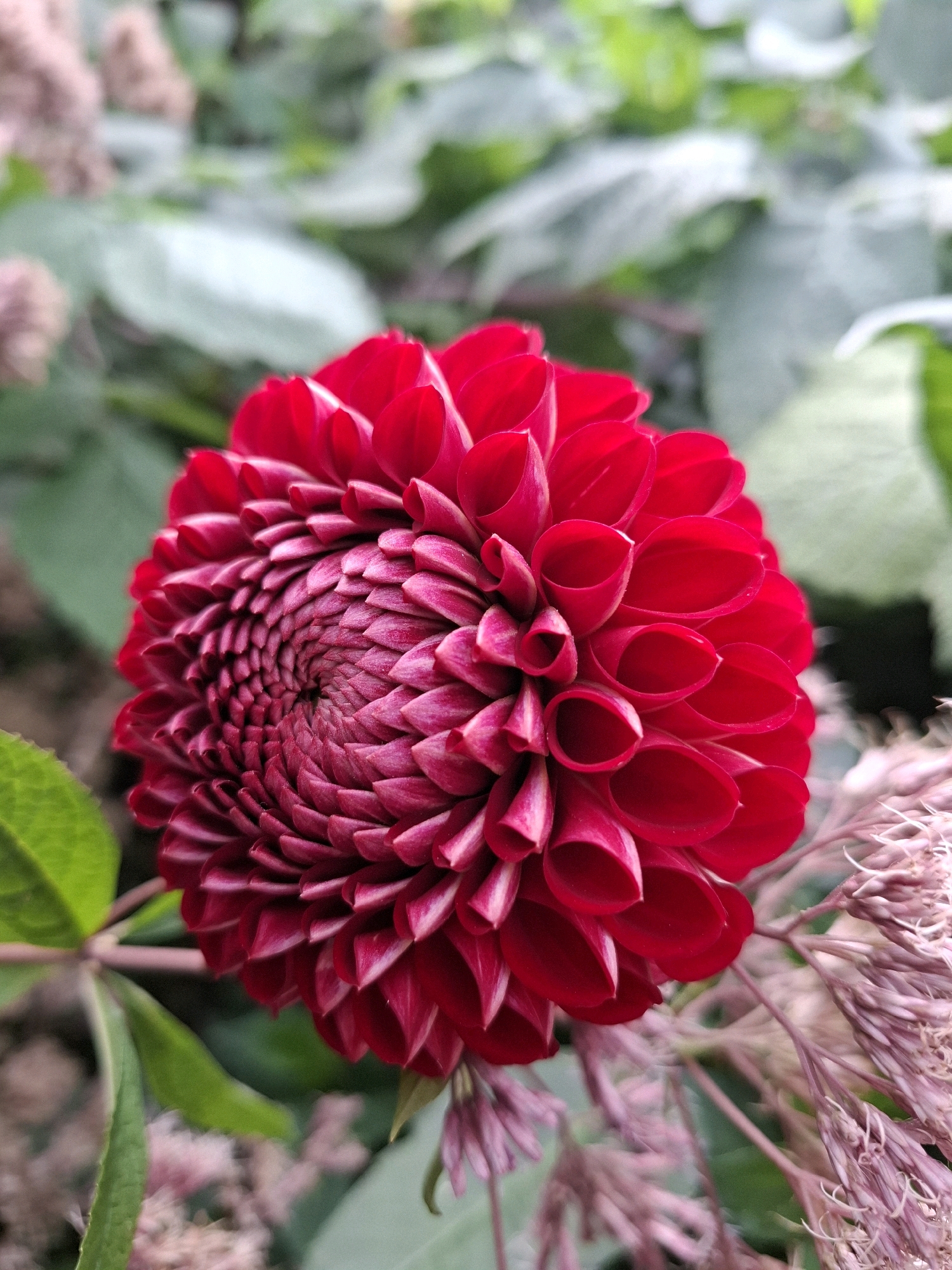 This is a close-up, eye-level, outdoor shot of a vibrant red dahlia flower in full bloom. The flower's petals are tightly packed in a spiral formation, with the outer petals curving outwards. The background consists of blurred green foliage and some soft pink, feathery seed heads. The lighting suggests it is daytime. The image does not contain any people or any identifiable landmarks that would indicate its location in Tyumen, Russia.