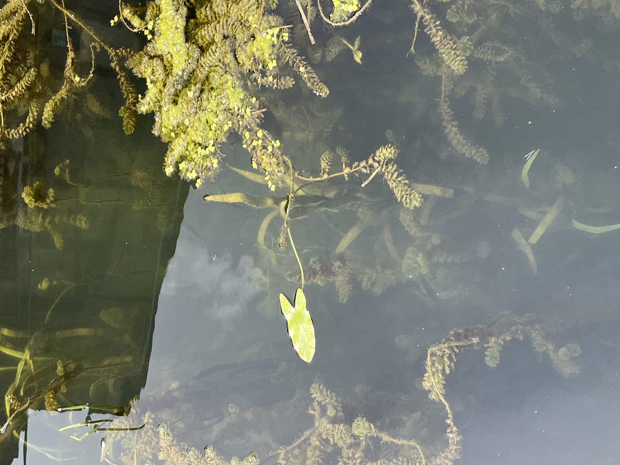 The image shows an overhead view of the Marne river in Joinville-le-Pont, France. The water is dark and murky, with a significant amount of aquatic vegetation visible both on the surface and submerged. On the upper right, a dense cluster of bright green aquatic plants with small yellow flowers floats on the surface. To the left of this, the dark, reflected image of a structure, possibly a quay or bridge, is visible. A single, small, light green lily pad, with a distinctive notched shape, floats near the center of the image, connected to a submerged stem. Throughout the water, long, submerged plants with feathery fronds are abundant, creating a dense underwater environment. A few small white specks, possibly bubbles or debris, are scattered in the water. The overall impression is of a natural, overgrown aquatic environment within an urban setting.