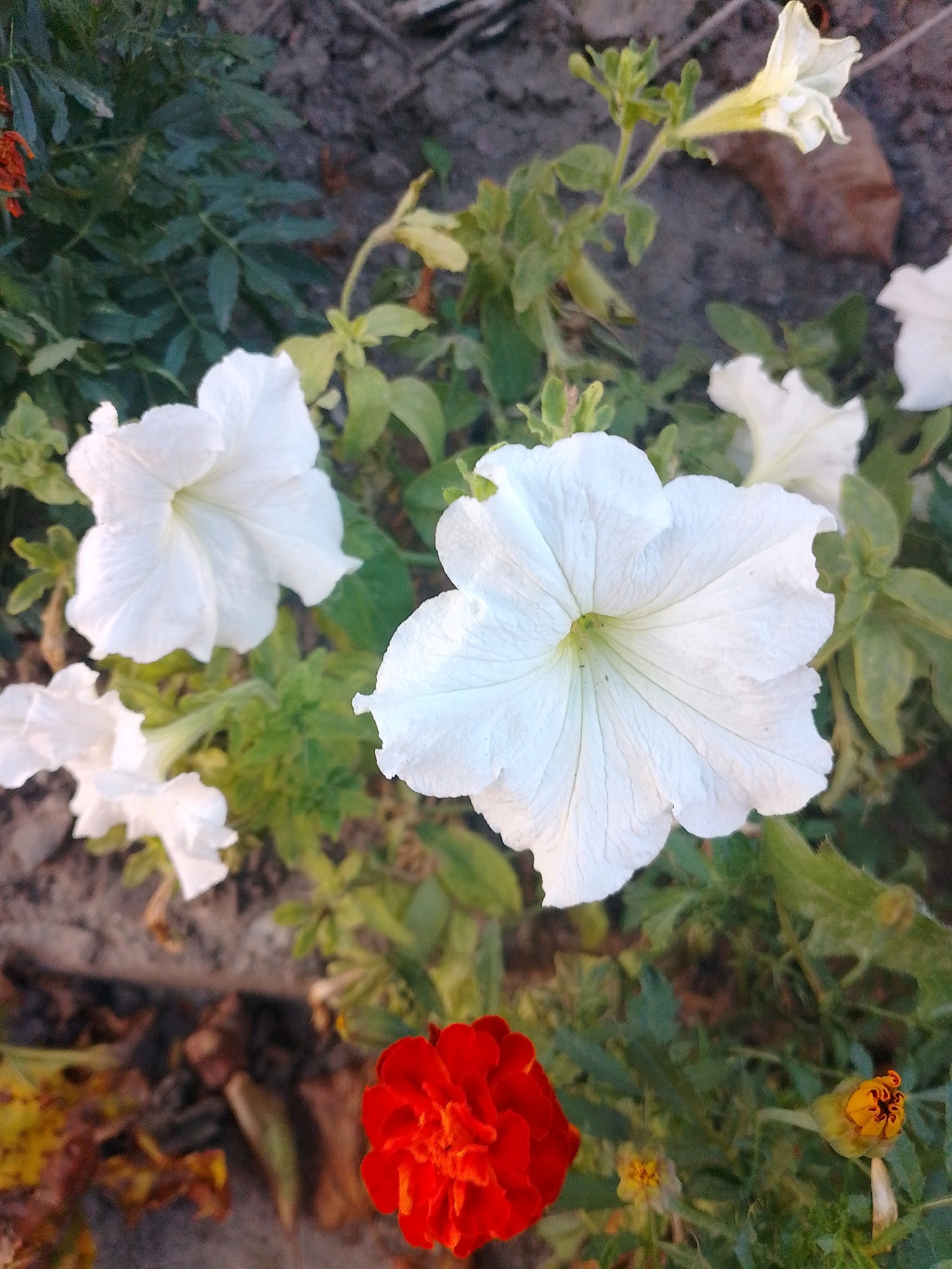 This is a close-up, slightly overhead photograph of a garden with several blooming petunias and a single marigold. In the foreground, a vibrant red marigold is in full bloom on the right side. To its left, several white petunias are visible, with one large, prominent white petunia in the center of the frame. Other white petunias and green foliage are scattered throughout the background, along with some dried leaves and soil. The lighting suggests it is daytime, possibly late afternoon, as some areas are in shadow. There are no people or animals present. The overall scene depicts a colorful garden in bloom, with a focus on the delicate textures and varied colors of the flowers. The location of this garden in Myrhorod, Ukraine, is not discernible from the visual information provided in the image.