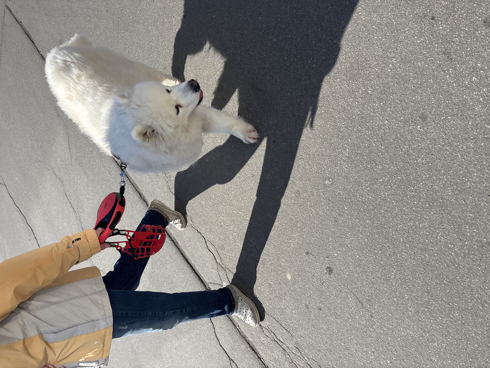 An overhead, slightly rotated image captures a person walking a white, fluffy dog on an asphalt surface under bright sunlight. The person is partially visible, wearing a yellow and beige jacket with "GEAR" text on the sleeve, blue jeans, and white/gray perforated slip-on shoes. They hold a red, cage-like dog toy dispenser or ball thrower in one hand, from which a black leash connects to the dog's collar.
The dog, a large white breed resembling a Samoyed, looks upwards and slightly to the right, with its tongue partially extended, suggesting warmth or engagement. Strong, distinct shadows of the person and the dog are cast onto the gray asphalt ground, indicating a sunny day, likely mid-morning or afternoon. The asphalt shows visible cracks, typical of an outdoor path or road. The scene portrays a casual moment between a person and their pet.