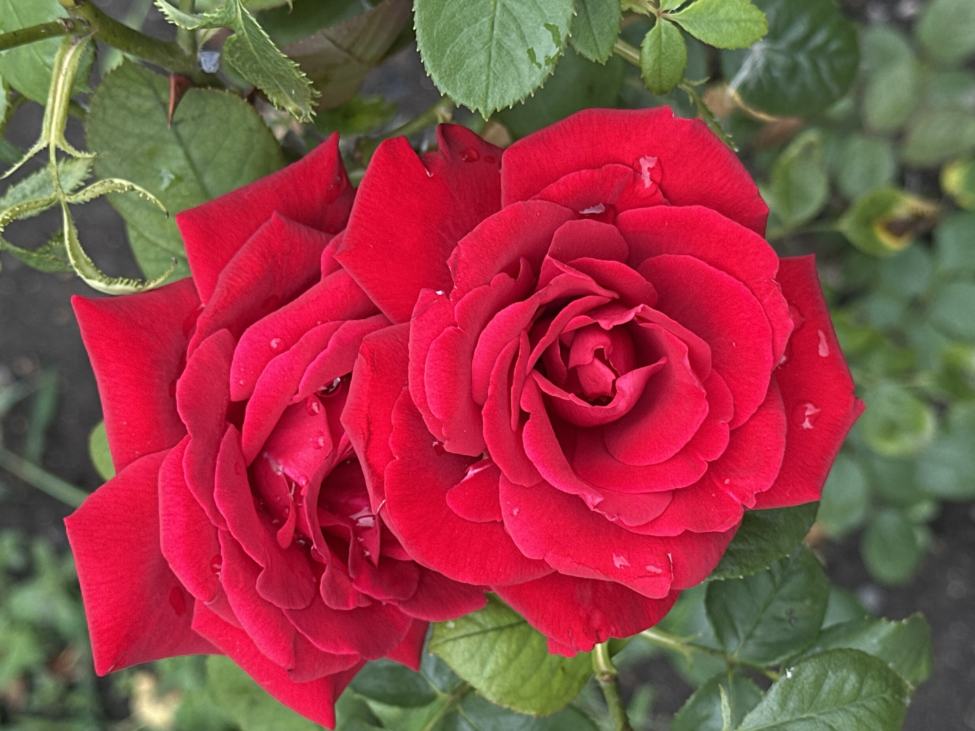 Two vibrant red roses are in full bloom, with visible water droplets on their petals. The roses are positioned slightly offset, with one in the foreground and another partially overlapping behind it. Lush green leaves and thorny stems surround the flowers, suggesting they are part of a rose bush. The background consists of more greenery and a blurred, dark ground surface, hinting at an outdoor garden setting. The image does not contain any explicit geographical markers that would place it in Yessentuki, Russia, nor does it depict any people or specific actions.
