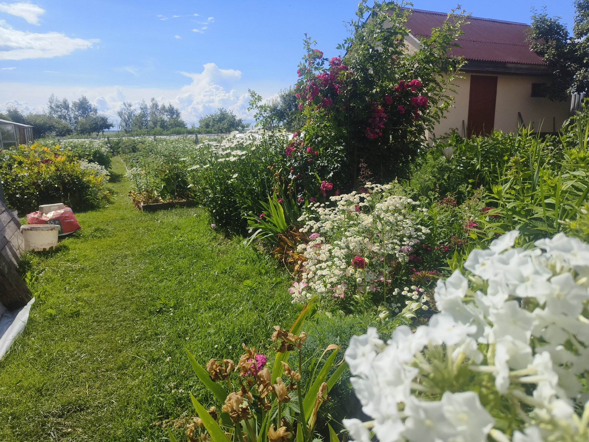 The image depicts a vibrant garden scene on a sunny day, located in Лугаваслабадскі сельскі Савет, Belarus. In the foreground, a cluster of white flowers, possibly phlox, is in sharp focus, their delicate petals illuminated by the sunlight. Behind these, a profusion of smaller white flowers, likely daisies, creates a soft, textured layer. A climbing rose bush, laden with deep pink blossoms, arches over the garden, adding a splash of vibrant color. Further back, a small building with a reddish-brown corrugated metal roof and a beige exterior is visible, partially obscured by lush greenery. To the left, a lawn of neatly trimmed grass stretches across the frame, with a red bag and a white bucket situated near a wooden structure. The background reveals a line of trees and a hazy expanse suggesting a body of water or distant landscape under a bright blue sky dotted with fluffy white clouds. There are no people visible in the scene.