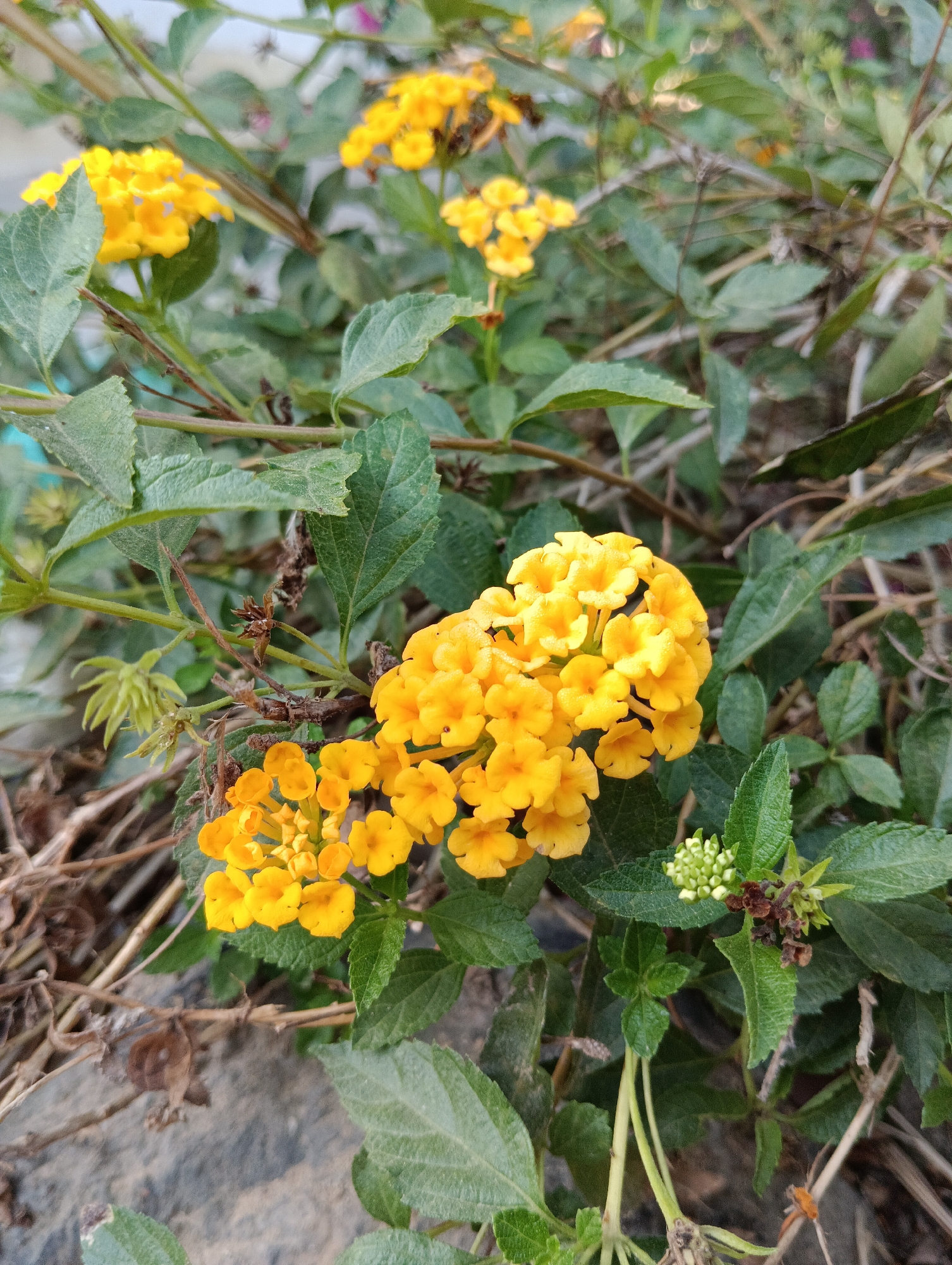 The image is a close-up shot of yellow lantana flowers against a backdrop of green foliage and dry branches. The flowers are clustered together, with individual petals visible. Some of the leaves appear slightly wilted. The overall impression is one of natural growth in an outdoor setting. The image does not contain any people or depict any specific actions or interactions. The environment appears to be a garden or natural area, with a rough-textured surface, possibly stone or concrete, visible in the lower left corner. There is no information available that specifies the location within the city of Pematang Jaya, Indonesia.