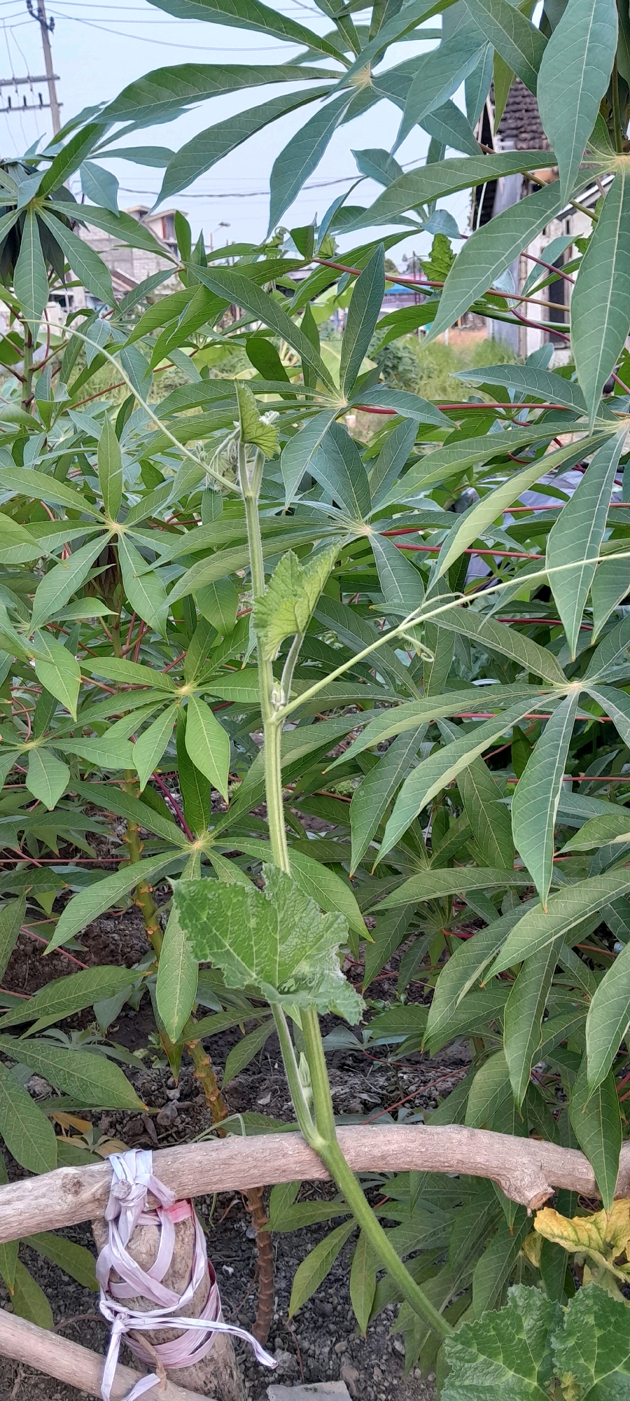 In Bendungan, Indonesia, this image captures a close-up view of a young, green vine growing upwards, supported by a rough, light-brown branch that spans horizontally across the lower portion of the frame. The vine has a fuzzy texture and a few small, light-green leaves emerging from its stem. One larger, lobed leaf is visible on the vine, with visible veins. The vine is intertwined with the dense foliage of cassava plants, characterized by their large, palmate leaves with a pale green hue and reddish stems. The background consists of more cassava plants, some dry soil, and hints of structures and utility poles suggesting an outdoor, possibly rural or semi-urban setting within Bendungan. A white plastic strap, tied around what appears to be a piece of wood, is also present on the horizontal branch, adding a touch of man-made material to the natural scene.
