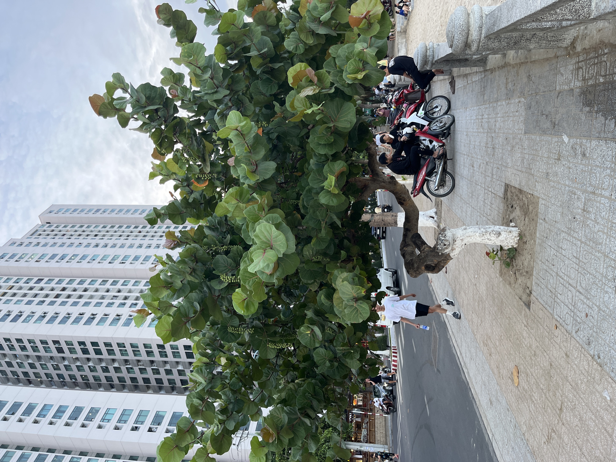 The image shows a street scene in Bac Nha Trang Ward, Vietnam, with a large tree dominating the foreground. To the left, a tall, white apartment building is visible. A man in a white shirt and black shorts is walking along the sidewalk. Parked motorcycles are visible on the other side of the tree. A low concrete wall runs along the edge of the sidewalk, separating it from a sandy area. The sky is overcast.