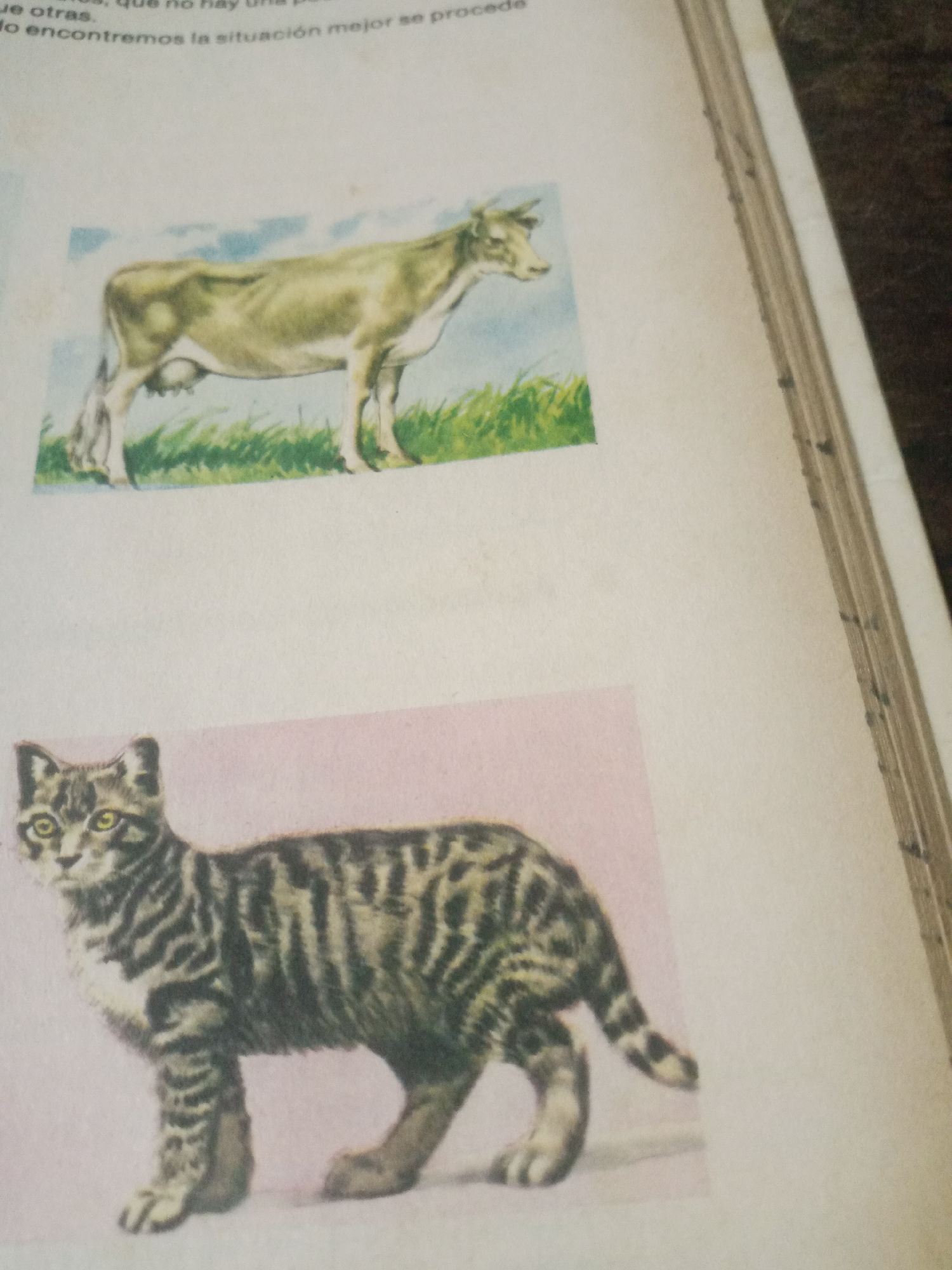 The image displays two animal illustrations on a white page, likely from a book. The upper illustration depicts a thin, light-colored cow standing in a field of green grass against a light blue sky. The lower illustration features a tabby cat with distinct stripes and yellow eyes, positioned against a pale pink background. The page appears to be part of a larger book, with the binding visible on the right side. There is no information within the image that relates to the city of Santa Ana, Venezuela, or any other specific geographic location.