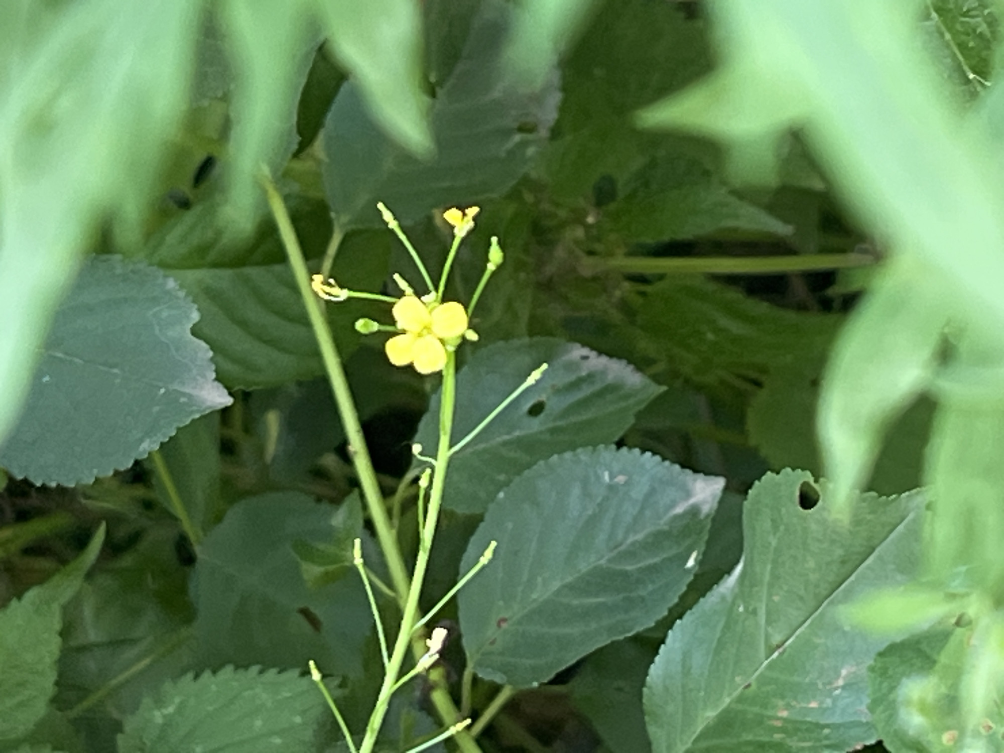 The image is a close-up shot of a small, yellow flower with four petals, blooming on a thin green stem. The flower is surrounded by lush green foliage, some of which is out of focus, creating a soft, natural background. The leaves are varied in size and shape, with some showing slight imperfections like small holes or brown spots. The lighting suggests it is daytime, and the overall impression is one of a peaceful, outdoor natural setting. There are no people or text visible in the image. The location context is Vanadzor, Armenia.
