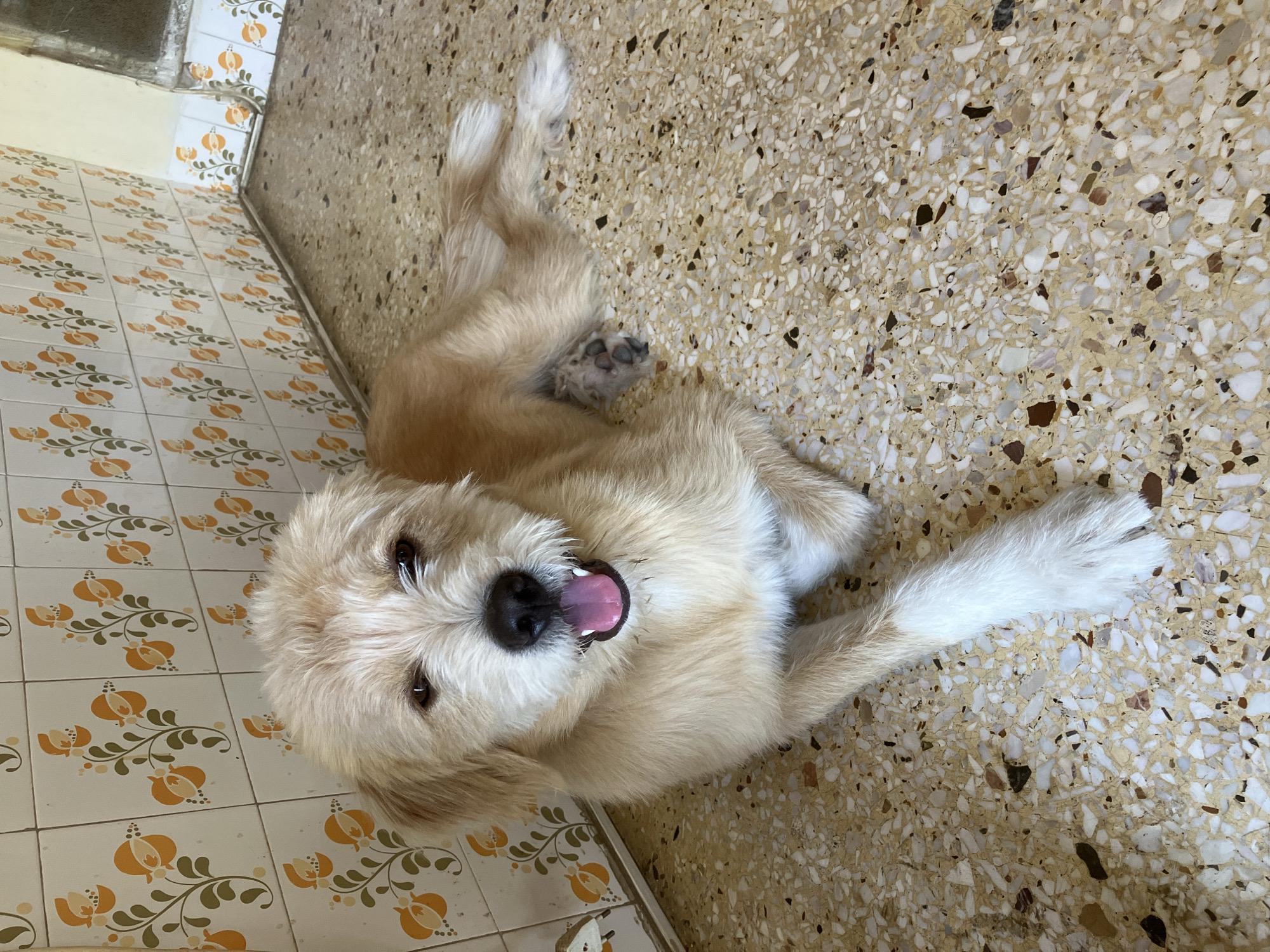A light-colored, medium-haired dog with dark eyes and an open mouth is lying down on a speckled terrazzo floor. The dog is facing the camera and appears to be panting or smiling. Behind the dog, a wall is covered with white tiles featuring a repeating pattern of stylized orange and green floral designs. The floor is a mosaic of cream, beige, brown, and white chips. The overall scene suggests an indoor setting, possibly a home or a shaded outdoor patio, in Paleo Faliro, Greece, given the context provided.