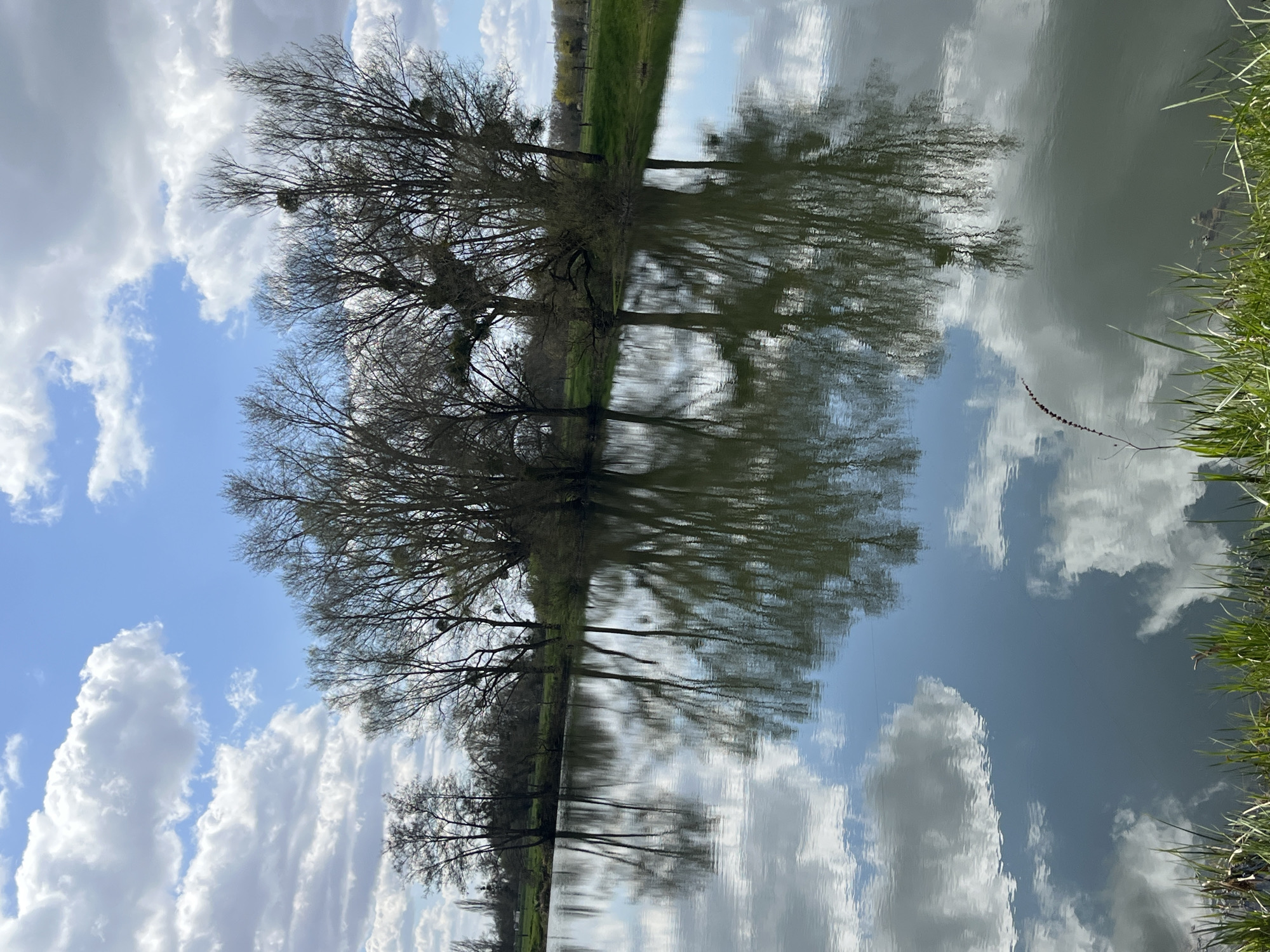 The image depicts a reflective body of water, likely a pond or lake, situated in Gavisse, France. The reflection mirrors the sky, characterized by a blend of blue patches and fluffy white clouds. A row of trees lines the edge of the water, their bare branches suggesting a fall or winter season. Some trees have clumps of mistletoe attached. The opposite bank is visible in the distance, showing green vegetation. Grass and vegetation line the shore to the right of the frame.