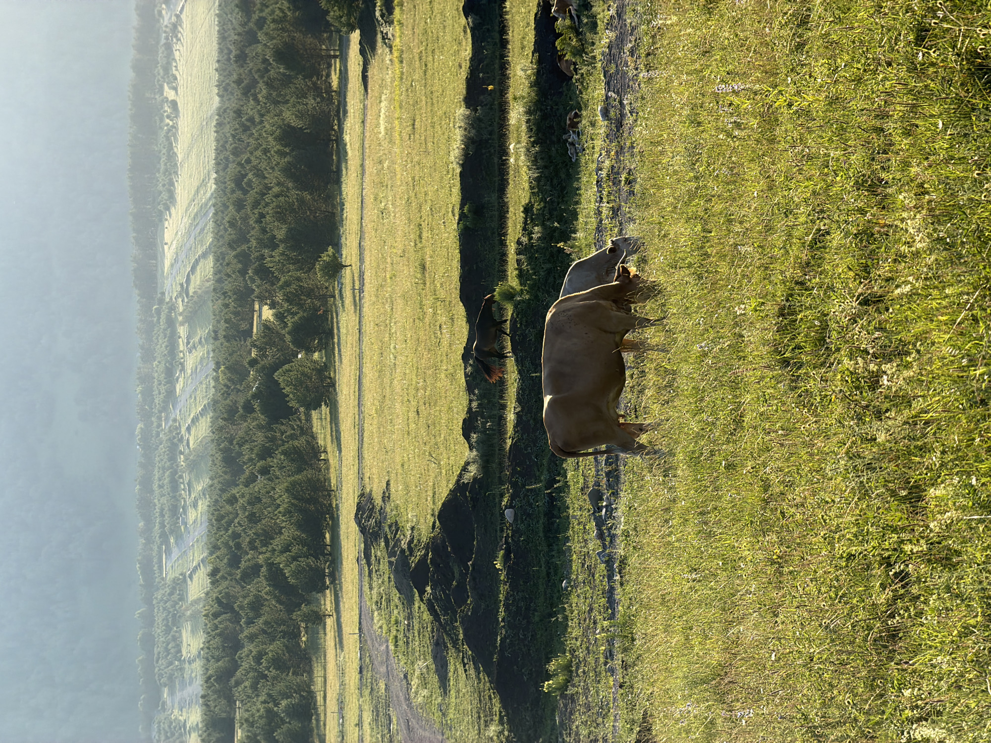 The image depicts a rural landscape in Elekmonar, Russia, under the soft light of early morning or late afternoon. The foreground is dominated by a field of tall, green grass, with two cows grazing peacefully. One cow is a light brown color, facing left and its head is down grazing. Beside it, another cow, partially obscured, is also grazing. In the midground, a dirt road curves through a field, bordered by mounds of dark soil, suggesting recent excavation or construction. Beyond the road, a stand of coniferous trees creates a dense green band, their uniformity broken by occasional clearings and glimpses of lighter green fields further in the distance. The background reveals rolling hills covered in a misty, blue-green haze, with a faint suggestion of more distant mountains. The overall impression is one of tranquility and natural beauty.