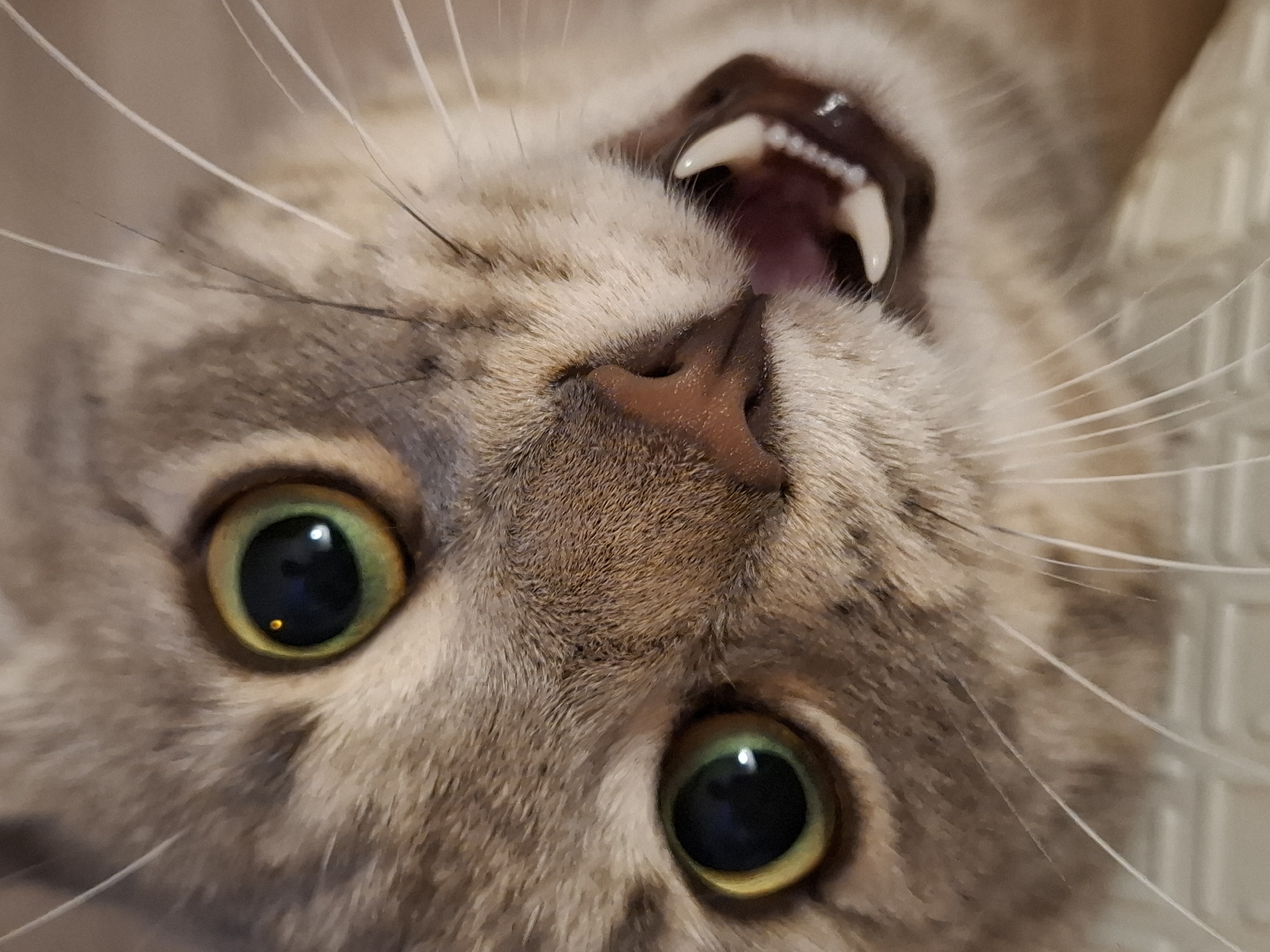 The image is a close-up, head-on, vertical shot of a domestic cat's face. The cat has large, green eyes with dark pupils, and its mouth is open, revealing sharp white teeth and a pink tongue. Its fur is a mix of gray and brown with tabby markings. The lighting suggests an indoor environment. The background is out of focus and appears to be a neutral, light-colored surface. There is no indication of the city of Zemun Urban Municipality, Serbia in the image.