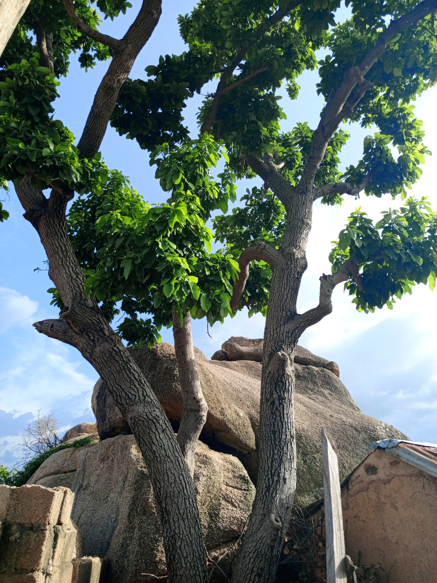 The image shows a low-angle view of a tree with thick, textured bark and vibrant green leaves, set against a backdrop of a large, rough granite rock formation under a cloudy blue sky. The tree's branches are spread wide, with sunlight filtering through the foliage. In the foreground, to the left, are parts of a brick structure, and to the right, a small, rustic building with a corrugated metal roof. The overall scene suggests a natural environment with some human habitation, possibly in a rural or semi-urban area. No people are visible in the image.