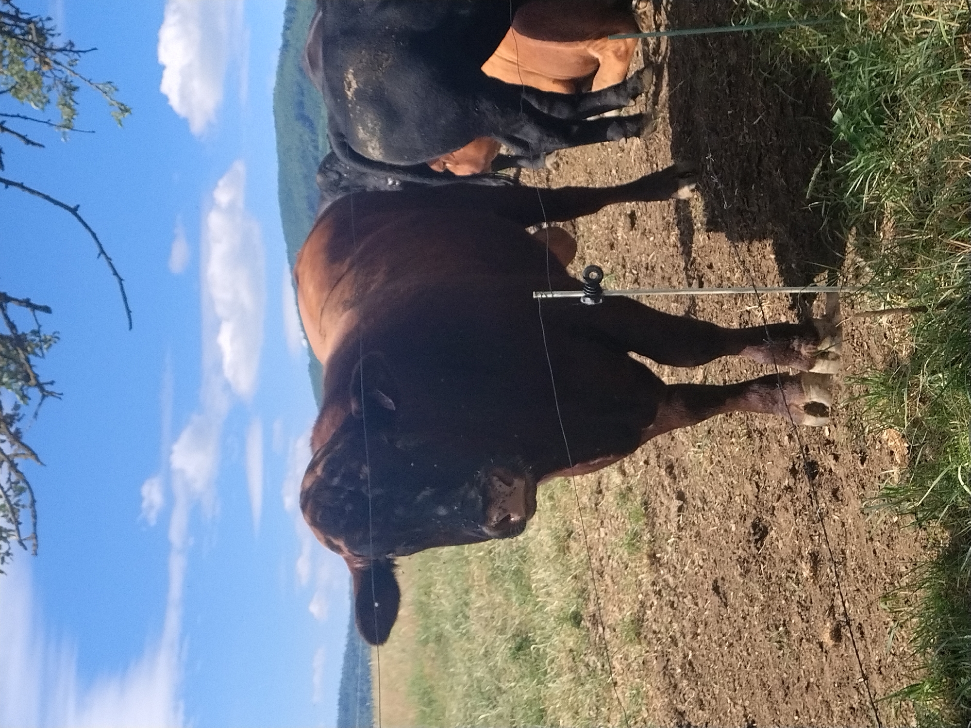 In the city of Záboří, Czechia, a medium shot captures a dark brown bull in the foreground, facing left and slightly towards the viewer. The bull is partially obscured by a wire fence. Behind the bull, a black cow stands facing away from the viewer, also partially obscured by the fence. Another brown cow is visible lying down in the background, behind the black cow. The ground is dry and dusty, with patches of green grass. In the background, a grassy field stretches to a line of green hills under a blue sky with scattered white clouds. The image is taken outdoors during the day.