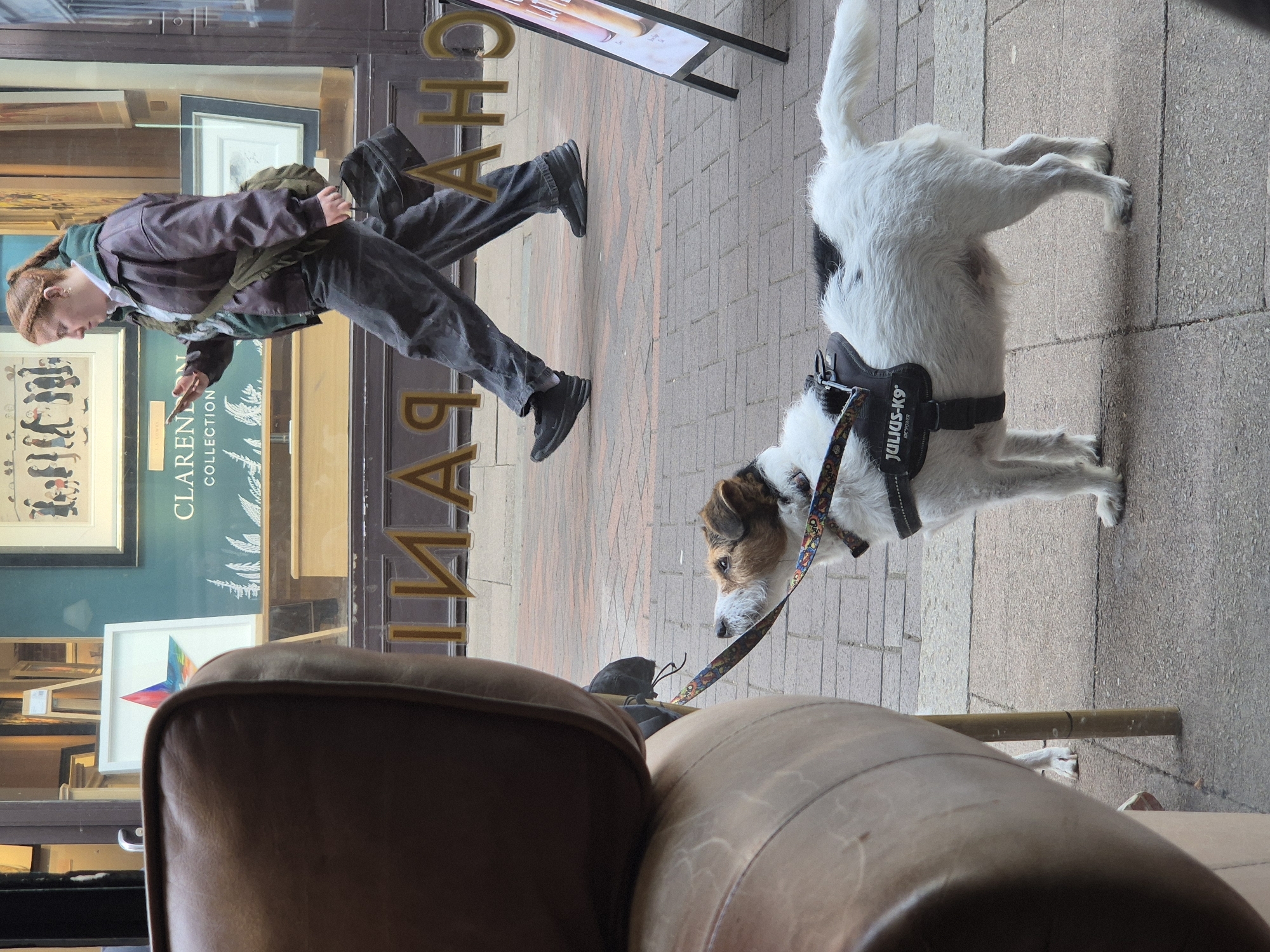 The image captures a scene from inside a cafe or shop, looking out onto a street. A person is walking by, looking at their phone. The person is wearing a dark jacket over a green hoodie, dark pants, and black shoes. On the street, a white and black dog is standing on a leash, wearing a black harness labeled "Julius-K9". The reflection in the window shows a storefront sign, "Claren Collection." The location is suggested to be within the city of West Suffolk, United Kingdom.