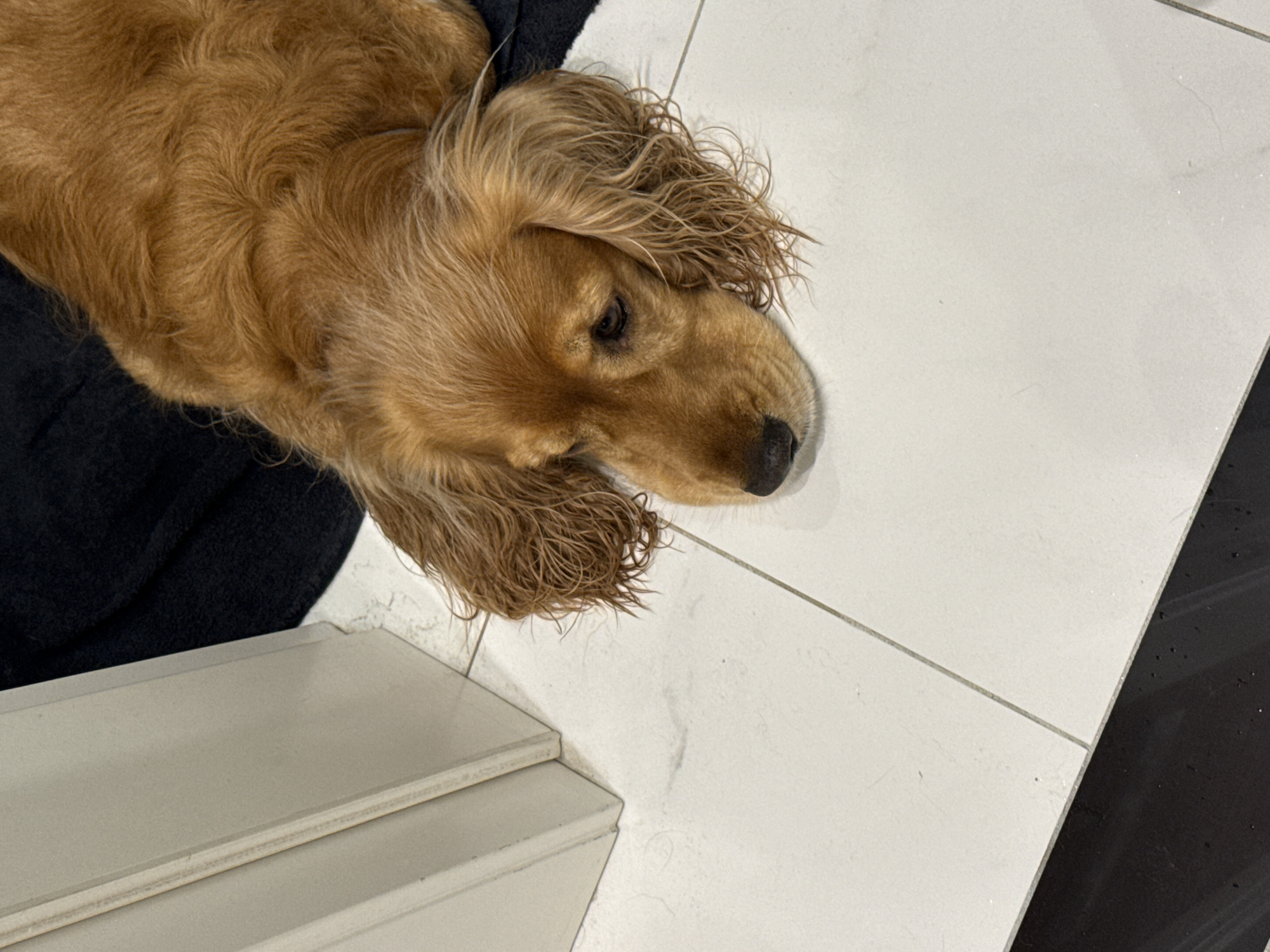 An auburn-colored dog with long, floppy ears is lying on a light-colored tiled floor. The dog's head is resting on a dark, textured surface, possibly a blanket or rug. Its eyes are partially closed, and its expression appears somewhat sad or sleepy. The background shows a portion of a light-colored wall or doorframe on the left side of the image. The lighting is indoor, casting soft shadows. There are no people or any other animals visible in the scene. The overall environment suggests a domestic setting, possibly a home.
