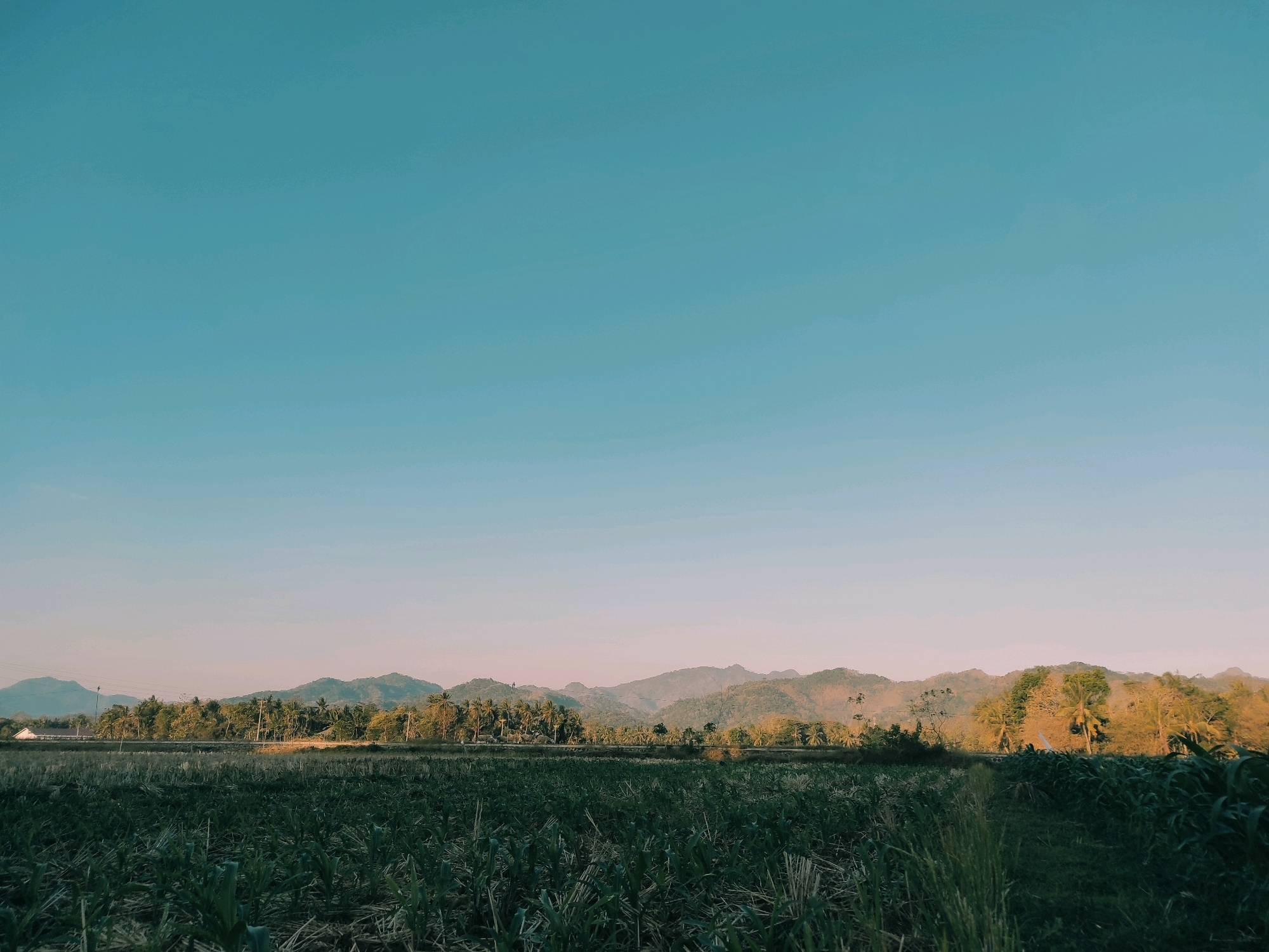 A wide, low-angle shot captures a rural landscape at twilight. In the foreground, a field of dense green crops, possibly corn, fills the bottom third of the frame. The crops are lush and vibrant, with some stalks appearing taller than others, creating a textured surface. The background features a horizontal line of trees, predominantly palm trees, interspersed with other foliage, casting subtle shadows. Beyond the treeline, rolling hills and mountains form a scenic backdrop, their slopes softened by the fading light. The sky above is a vast expanse of pale blue, transitioning to a soft, warm hue near the horizon, indicating the presence of sunset or sunrise. The overall atmosphere is serene and natural, typical of the agricultural outskirts of Purwodadi, Indonesia. There are no people or animals visible in the frame. The lighting suggests the golden hour, casting a warm glow on the distant hills and the tops of the trees. The composition emphasizes the natural beauty of the landscape and the tranquility of the rural environment.