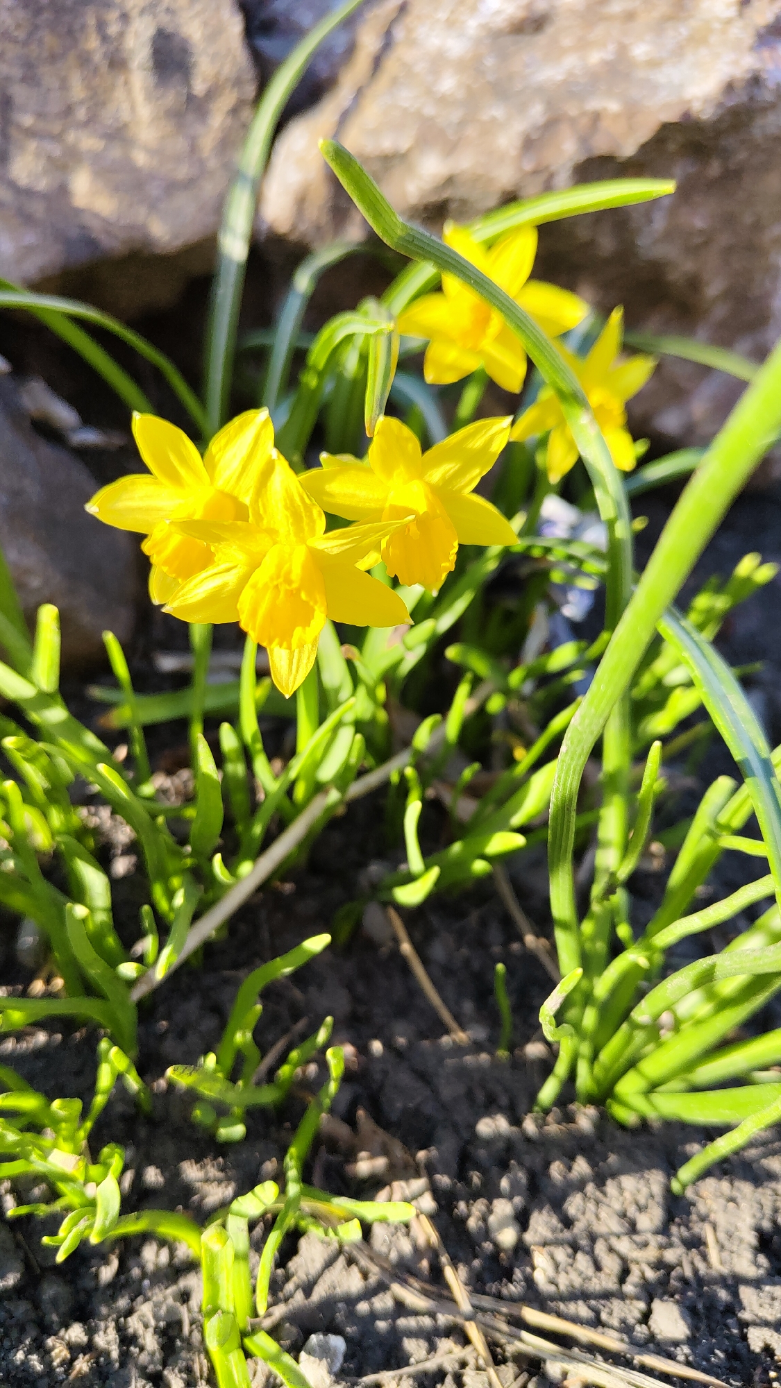 This close-up image showcases a cluster of small, vibrant yellow daffodils blooming in a garden setting, likely in Krasnoyarsk, Russia. Several flowers are prominent in the foreground, displaying their characteristic trumpet-shaped coronas and flat outer petals, all brightly illuminated by strong, natural sunlight. Other daffodils appear softly blurred in the background.
The ground around the flowers is covered with numerous fresh green plant shoots and leaves, varying in thickness and shape, actively growing from dark, somewhat clumpy soil. The direct sunlight creates distinct highlights on the plants and flowers, while casting shadows on the ground and deeper foliage. In the upper background, large, light-colored rocks are visible, out of focus, suggesting a natural boundary or a rockery. The scene conveys a sense of early spring and growth, under clear and sunny daytime conditions. No text is visible in the media file.