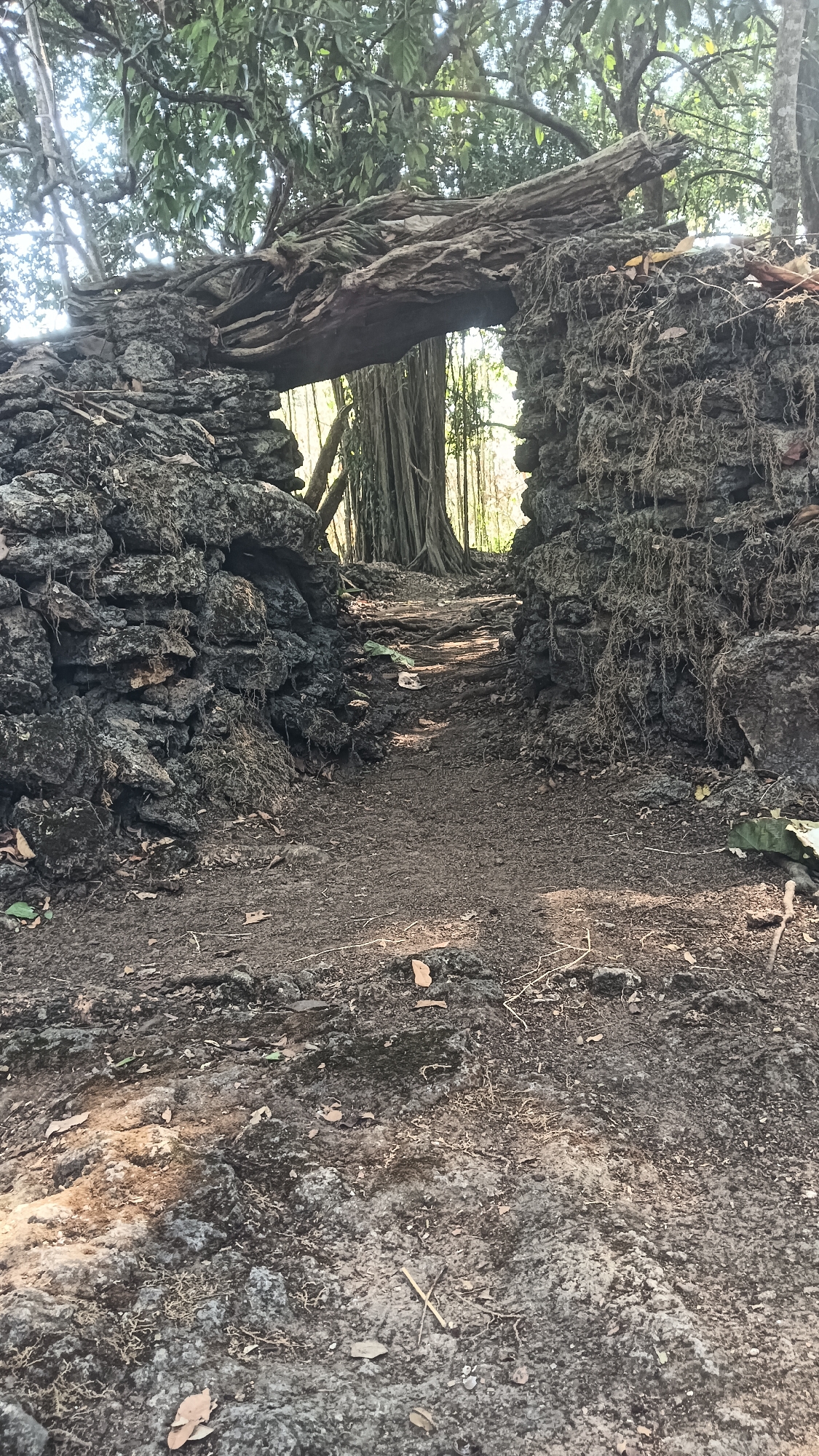 The image depicts an arched passageway formed by rough, dark volcanic stones, possibly part of an ancient ruin or wall. A thick, gnarled tree branch forms the lintel of the arch, connecting the two stone walls. Beyond the arch, a dirt path leads into a forest with numerous tall, slender trees, some with hanging vines. The ground in the foreground is uneven and appears to be a mix of dirt, small stones, and dry leaves. Sunlight filters through the foliage, creating dappled shadows on the path. The overall impression is one of a natural, overgrown entrance to a secluded area, possibly within a jungle or ancient site. The location is identified as the City of Tanggan, Indonesia.