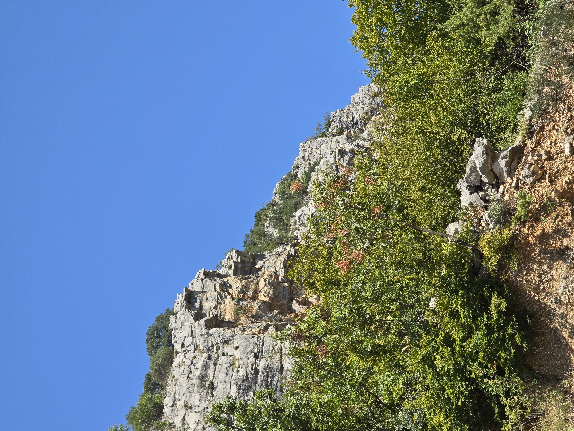 The image depicts a natural landscape with a rocky cliff face in the background, partially covered with sparse vegetation. In the foreground, there are dense green trees with some reddish berries. The sky is clear and blue. The scene appears to be an outdoor environment, possibly a natural park or a mountainous area. There are no people or man-made structures visible. The terrain is uneven, with rocks and soil. The lighting suggests a sunny day. The location is the city of Podgorica, Montenegro.