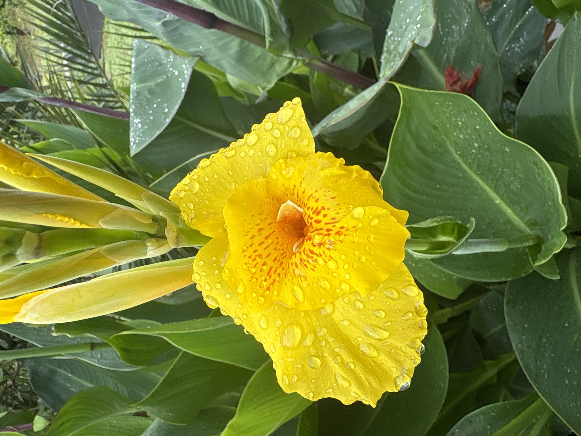 In Psyrdzkha, Abkhazia, a close-up shot captures a vibrant yellow Canna Lily bloom covered in glistening water droplets, likely from recent rain. The flower's petals are speckled with small red markings, and it emerges from a cluster of large, lush green leaves, some of which also bear water droplets. In the background, a blurred green environment suggests a garden setting with hints of palm fronds and other foliage. The lighting is natural, indicating an outdoor scene under diffused light conditions. No people are visible in the frame, and the focus is solely on the botanical subject.