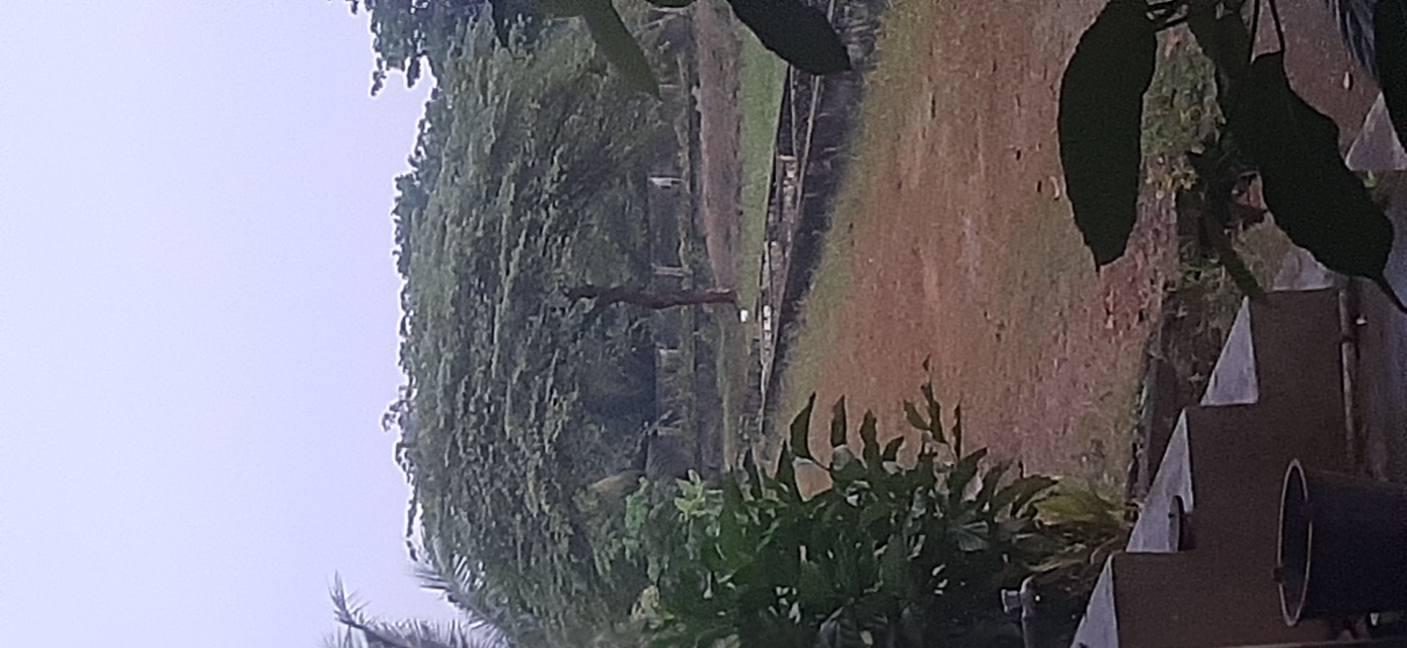The image shows a view of a park in Jambi, Indonesia, on a hazy day. In the foreground, there are some plants and a bucket. In the background, there is a large tree with a dense canopy, and beyond that, a path and more trees. There is a person in the distance, but they are too far away to be identified. The sky is overcast, and the overall lighting is diffused.