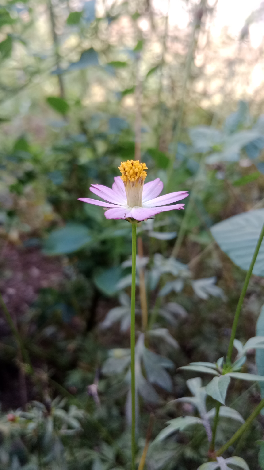 A single pink flower with a yellow center stands tall on a thin green stem. The flower's petals are delicate and slightly pointed, radiating outwards. Behind the flower, the background is a blur of green foliage and dappled light, suggesting an outdoor setting in a natural environment. The image's focus is sharply on the flower, creating a sense of depth and isolating the subject. The lighting appears soft, possibly from the late afternoon or early morning sun. The location is identified as Srono, Indonesia.