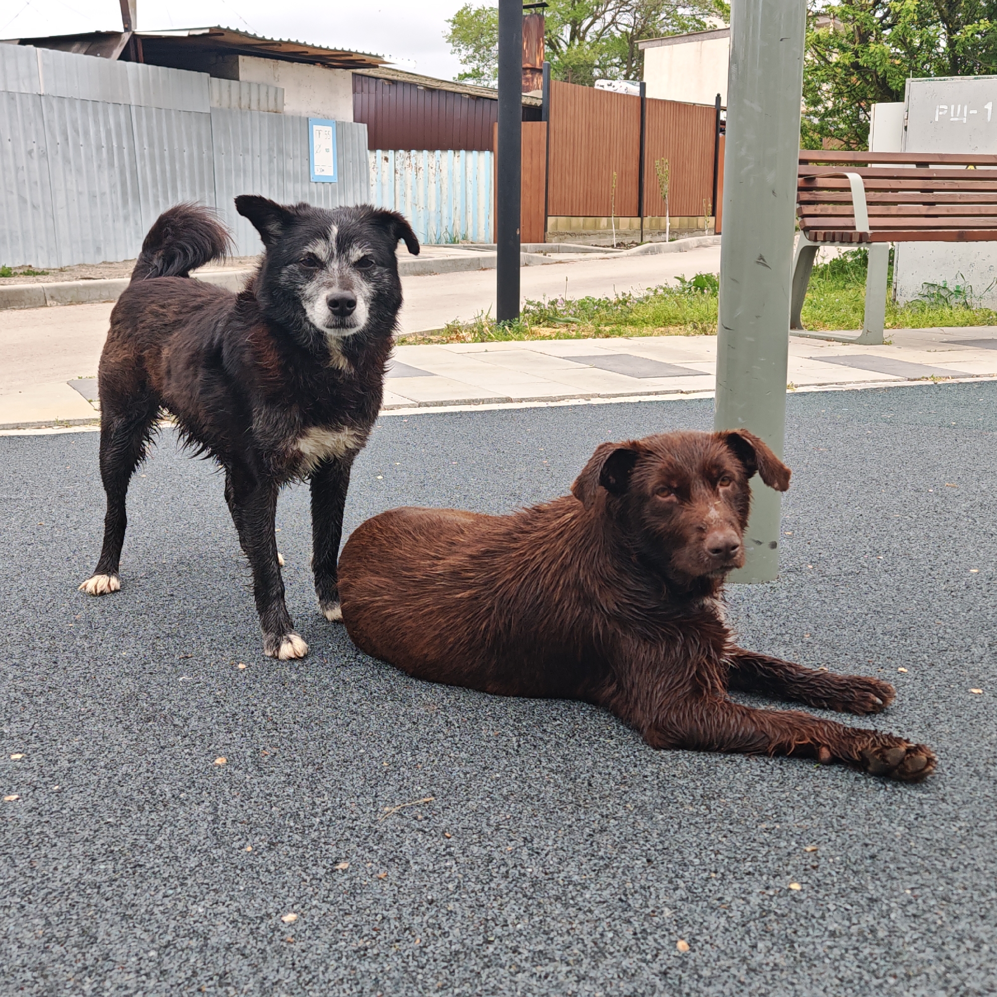 Two wet stray dogs are on gray rubber matting in городское поселение Щелкино, Ukraine. One is black with white markings on its chest and paws, standing facing the camera. The other is brown, lying down. A park bench is visible in the background. A mix of metal and wood fencing lines the street. A light gray post is behind the brown dog.