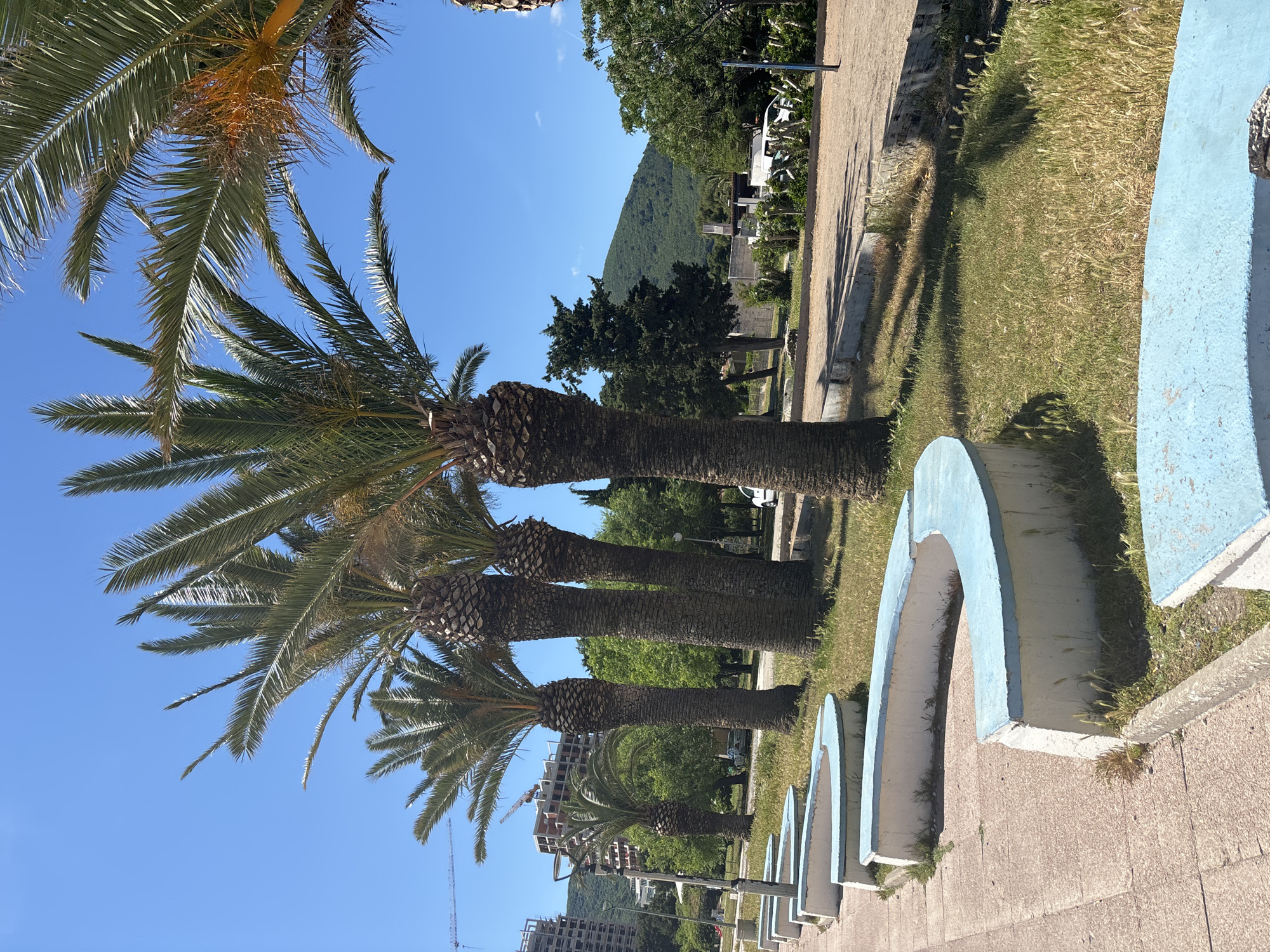 The image shows a row of palm trees along a promenade in Budva, Montenegro. The trees have thick, textured trunks and large, green fronds. Beyond the trees, there is a grassy area and a paved pathway. In the background, there are buildings, a wooded hillside, and a clear blue sky. In the foreground, there are concrete archways painted with light blue accents. A construction crane can be seen in the distance. The scene appears to be taken on a sunny day.